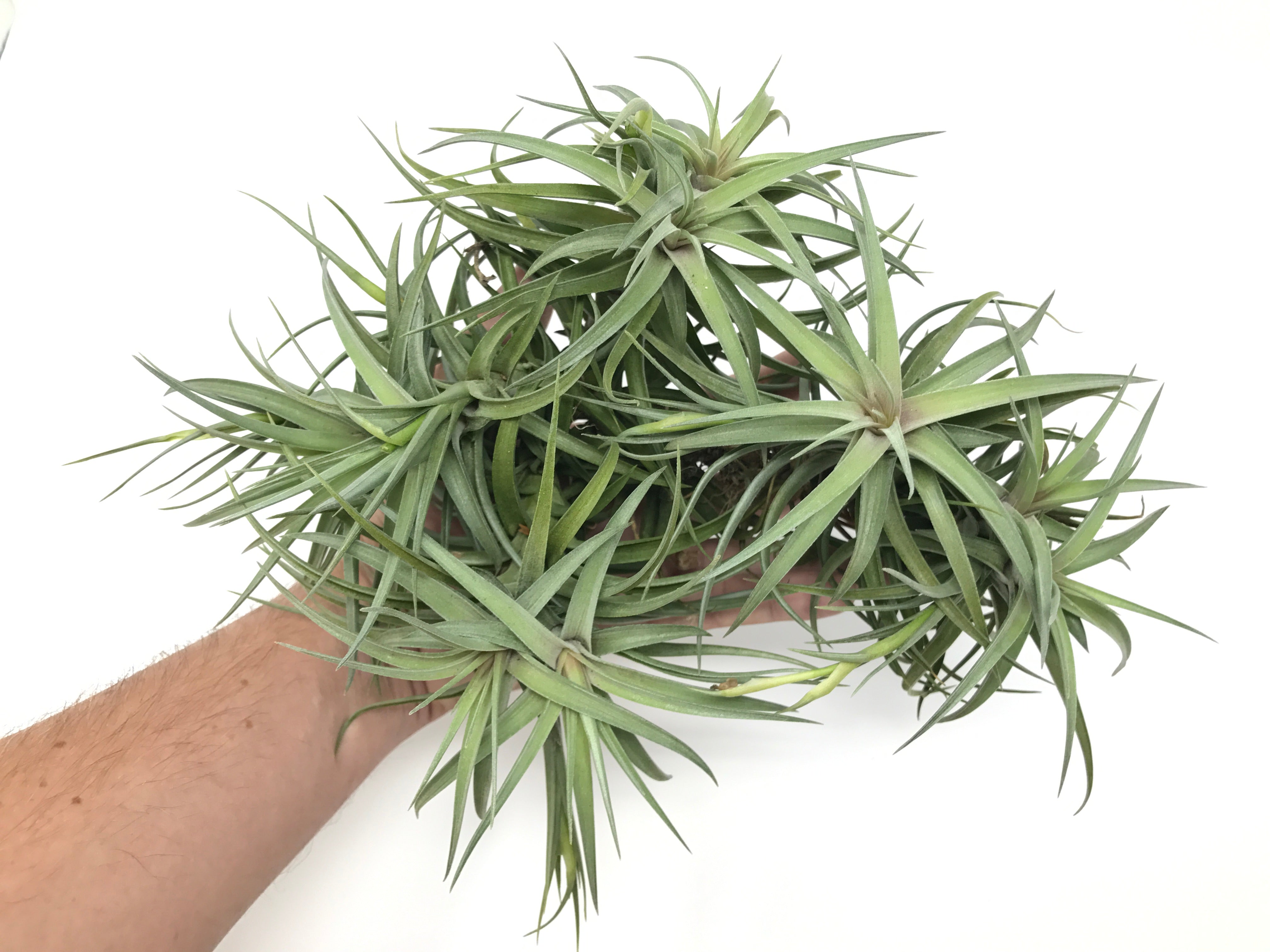 Aeranthos / Bergeri - Air Plant Hub 