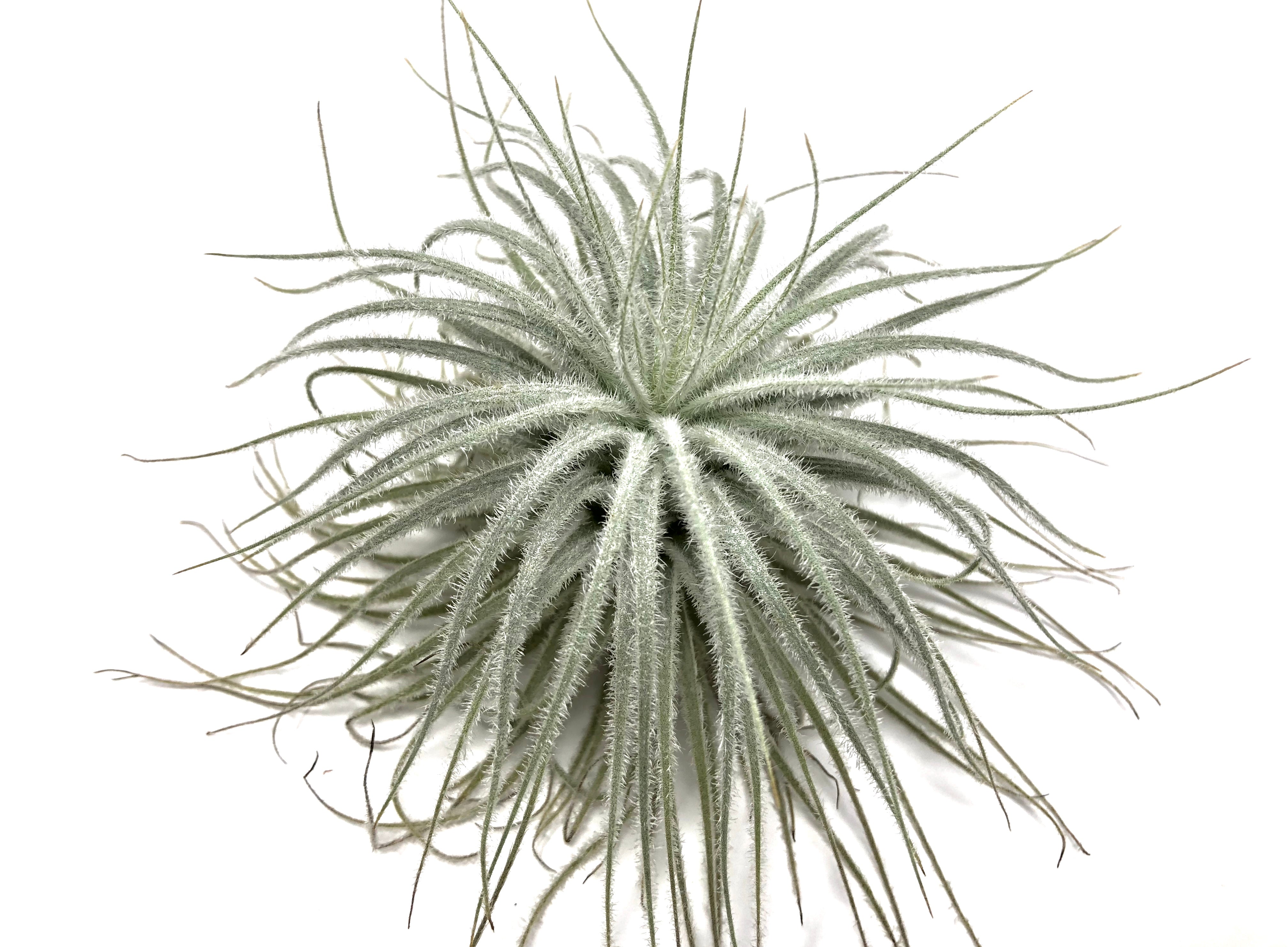 volcanic air plant Tectorum Ecuador (AKA Snowball) Small