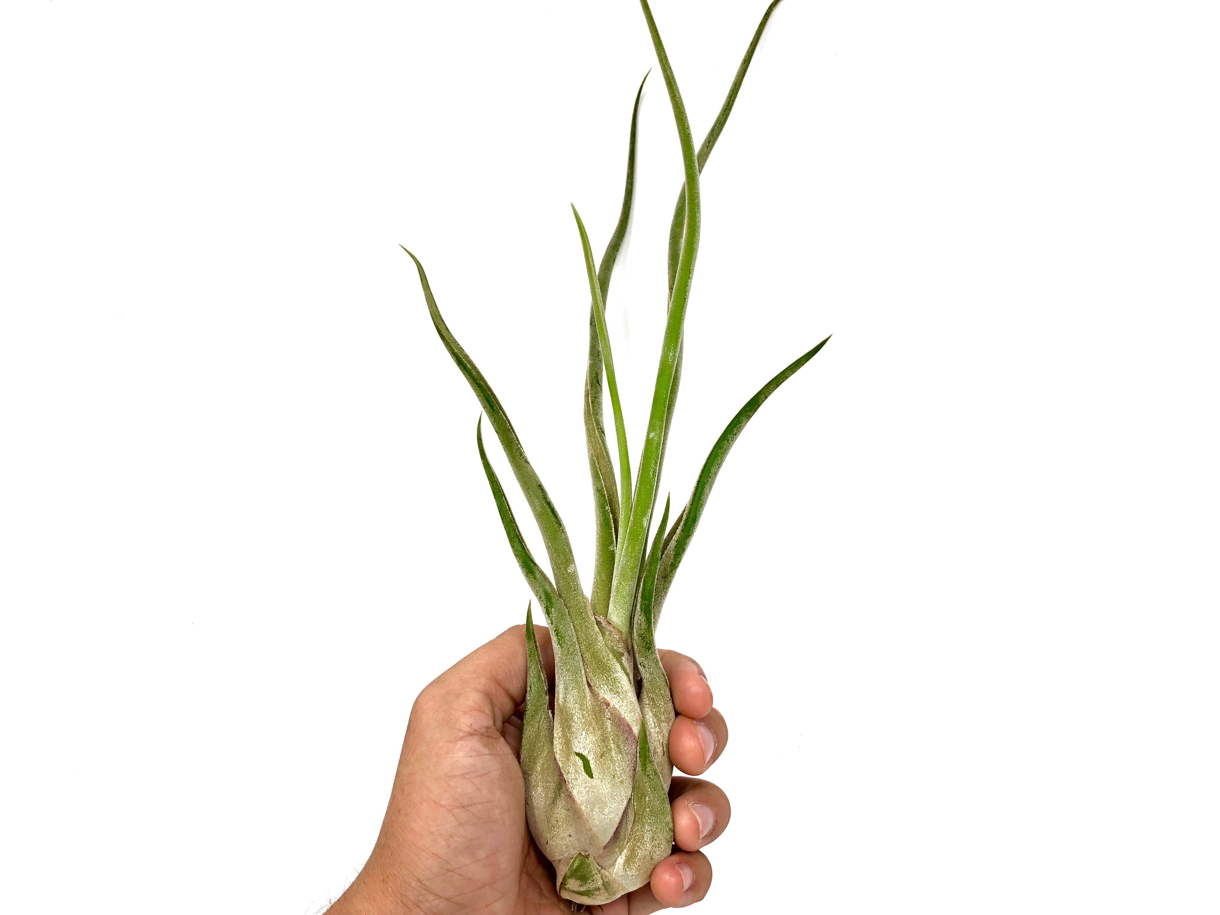 caput medusae jellyfish air plant Caput Medusae (Beginner Friendly!) – Air Plant Hub