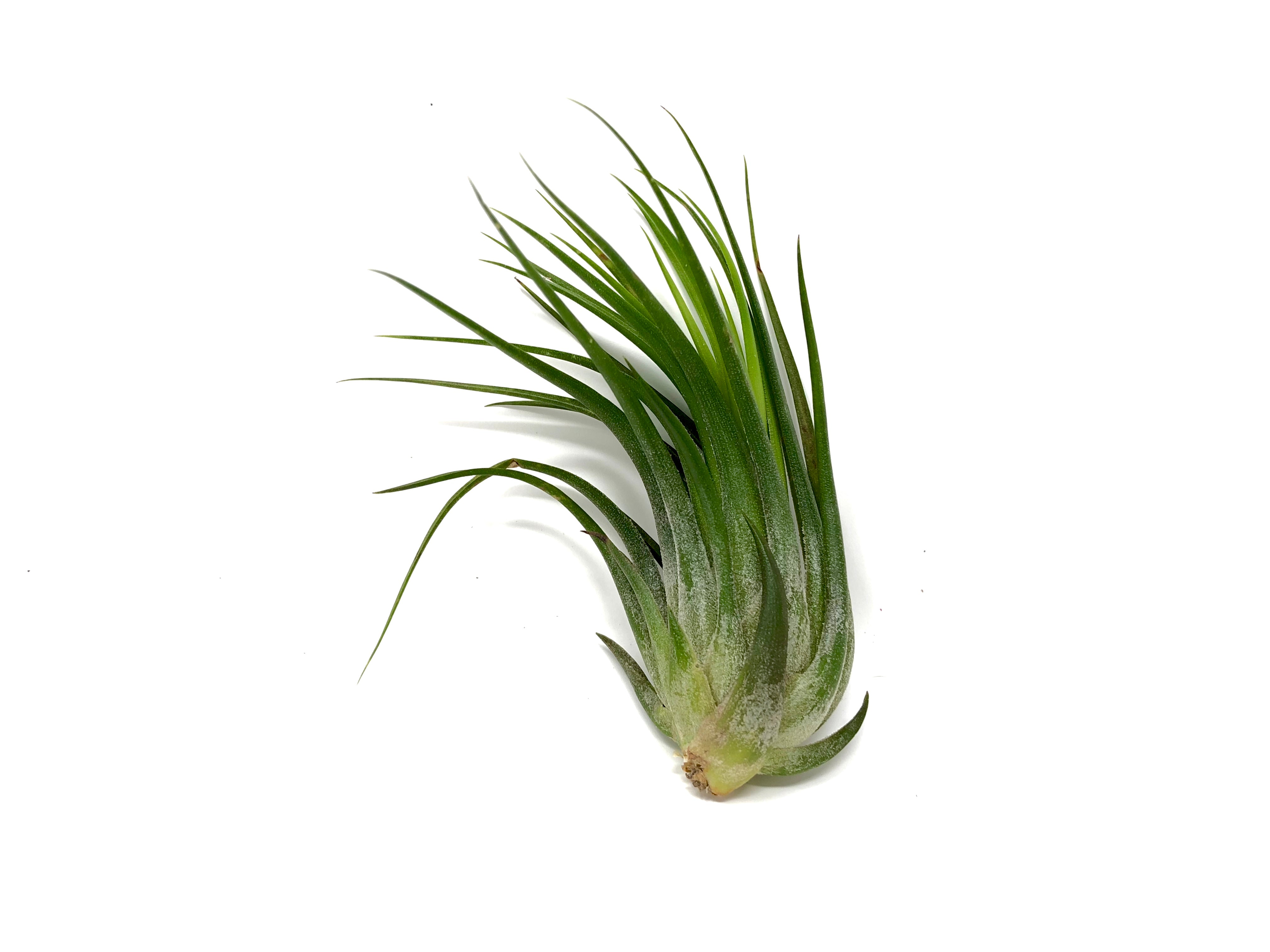 Tillandsia Kolbii Small Air Plant Cute Terrarium Plant Good For Glass Orb Displays