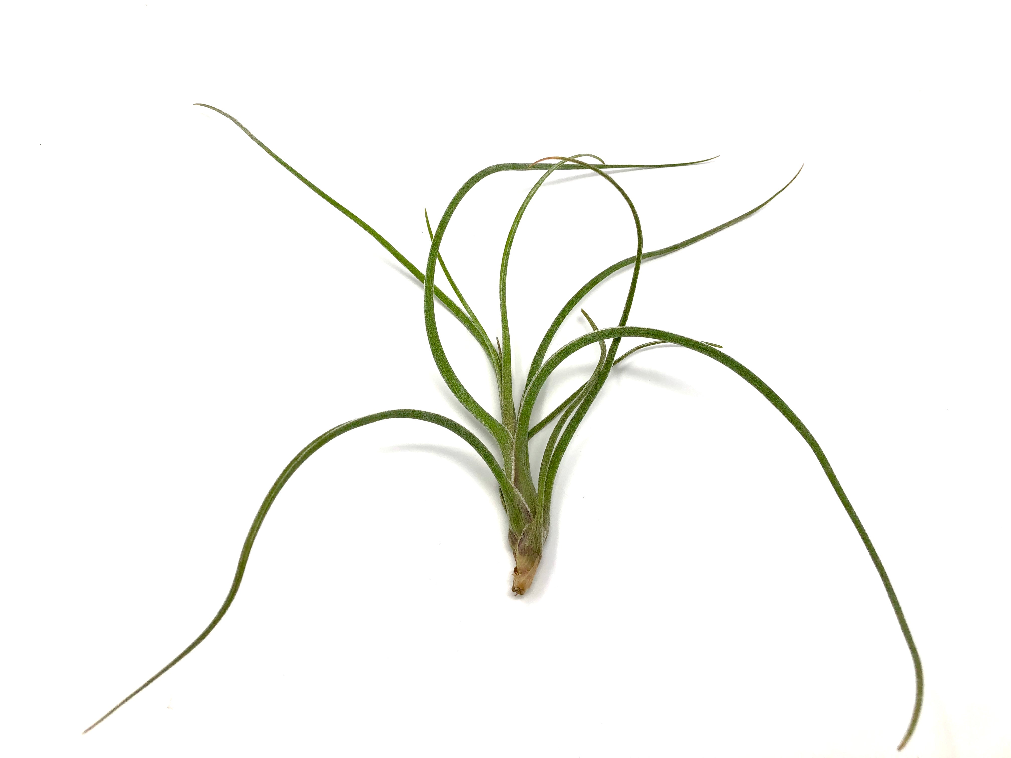 Tillandsia baileyi air plant terrarium plant for sale pictured in hand