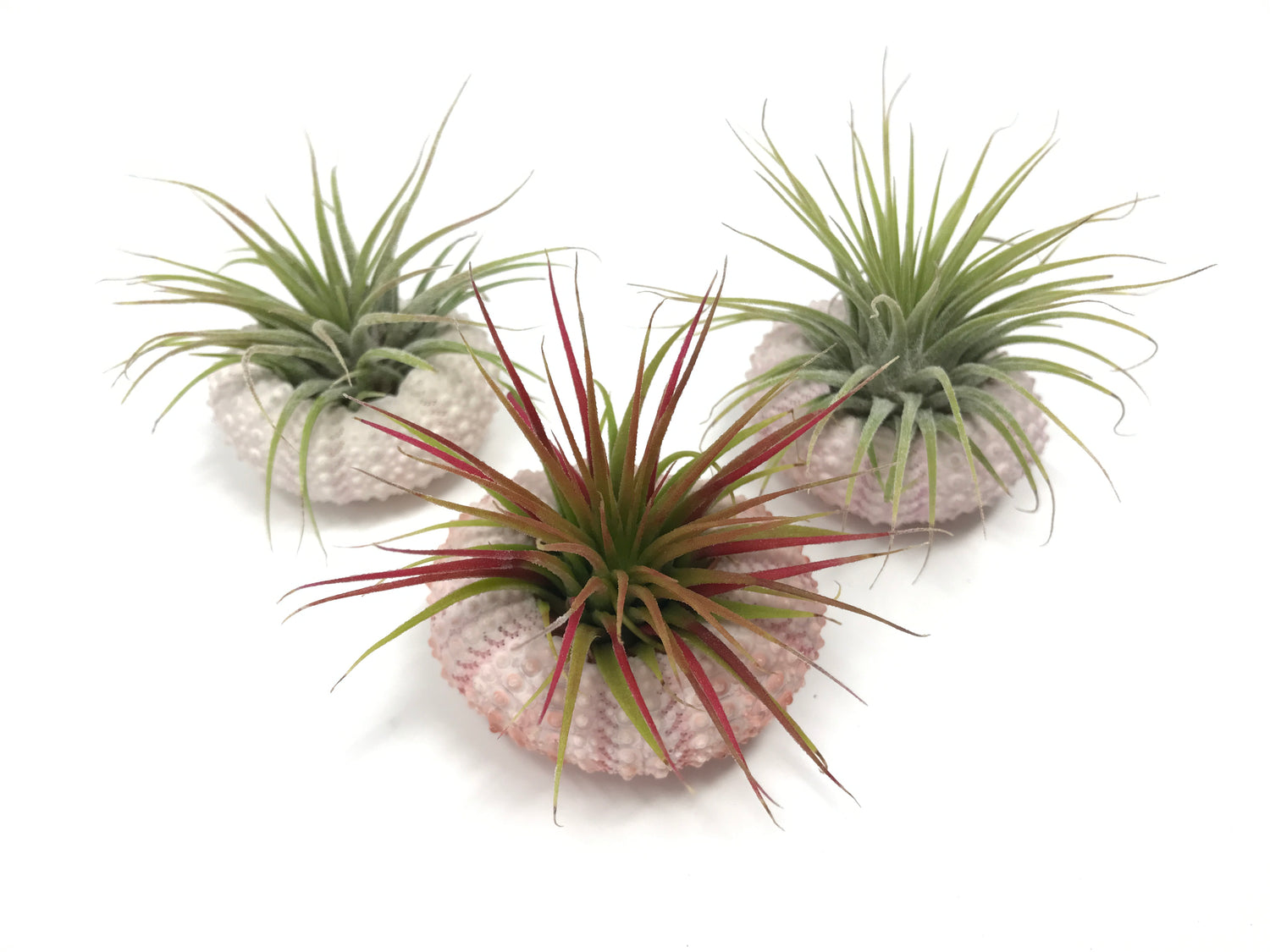 3 Pack Pink/White Urchin Shells + Plants (Includes Plants!) | Air Plant Hub