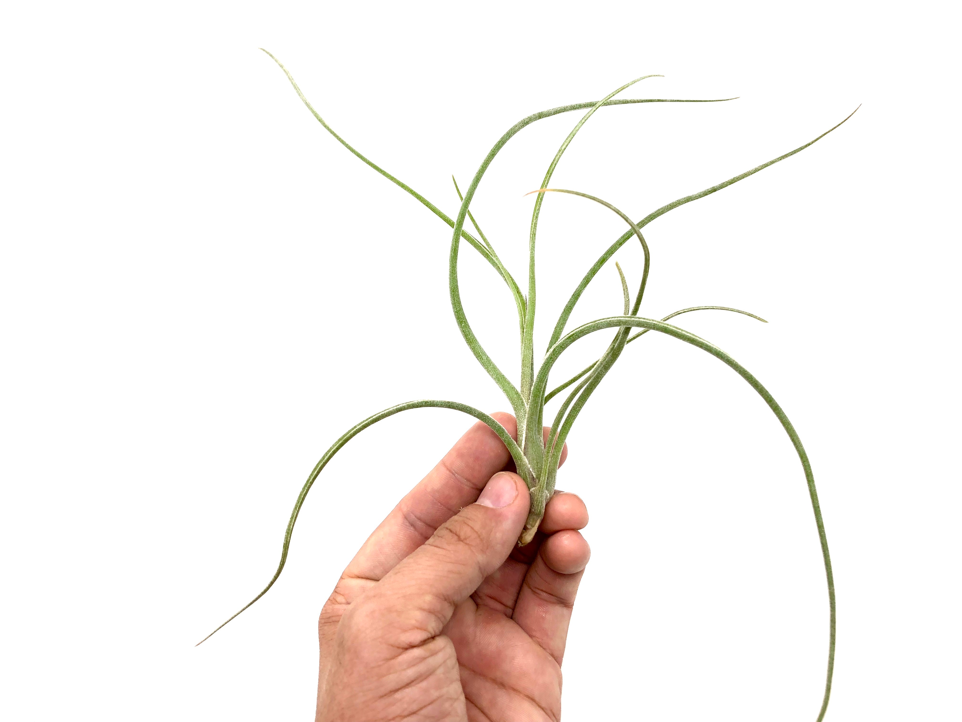 Tillandsia baileyi air plant terrarium plant for sale pictured in hand