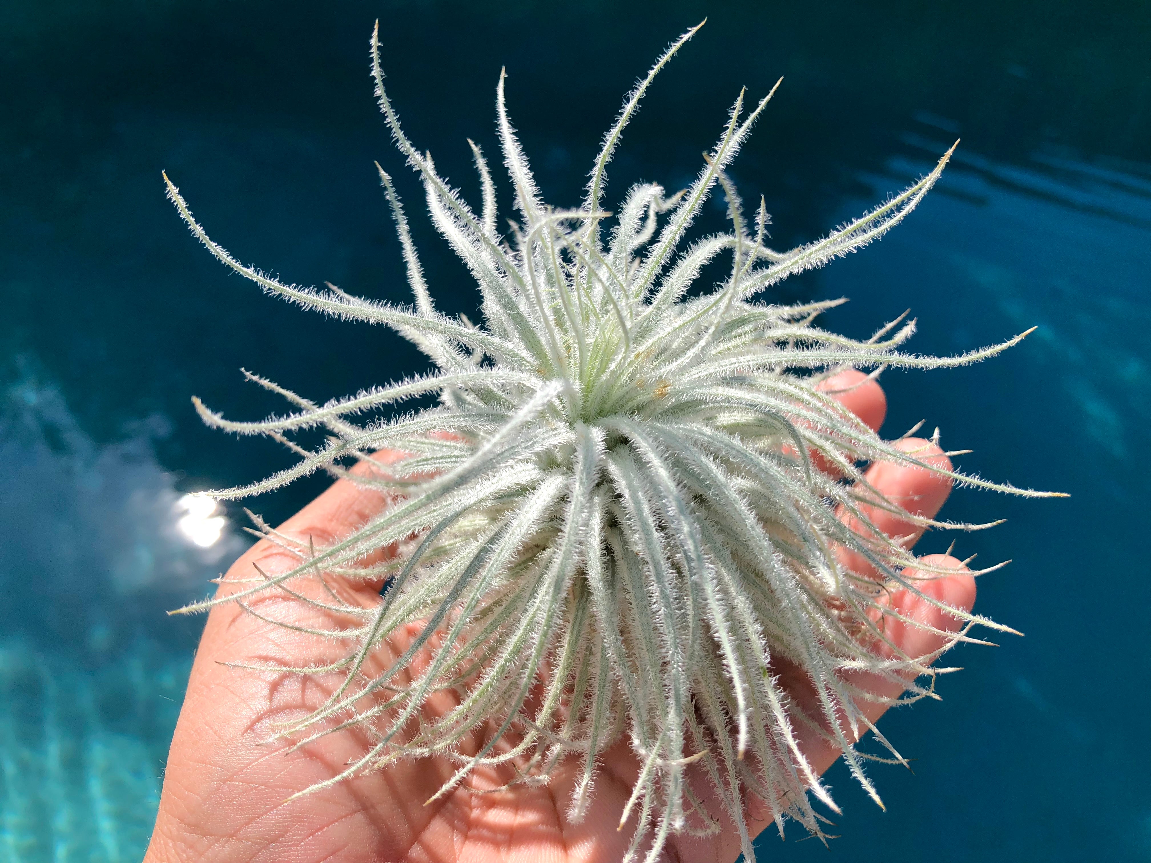 Tillandsia Tectorum Snow Air Plant Fuzzy Trichome wedding bouquet plant, floral design, living wall