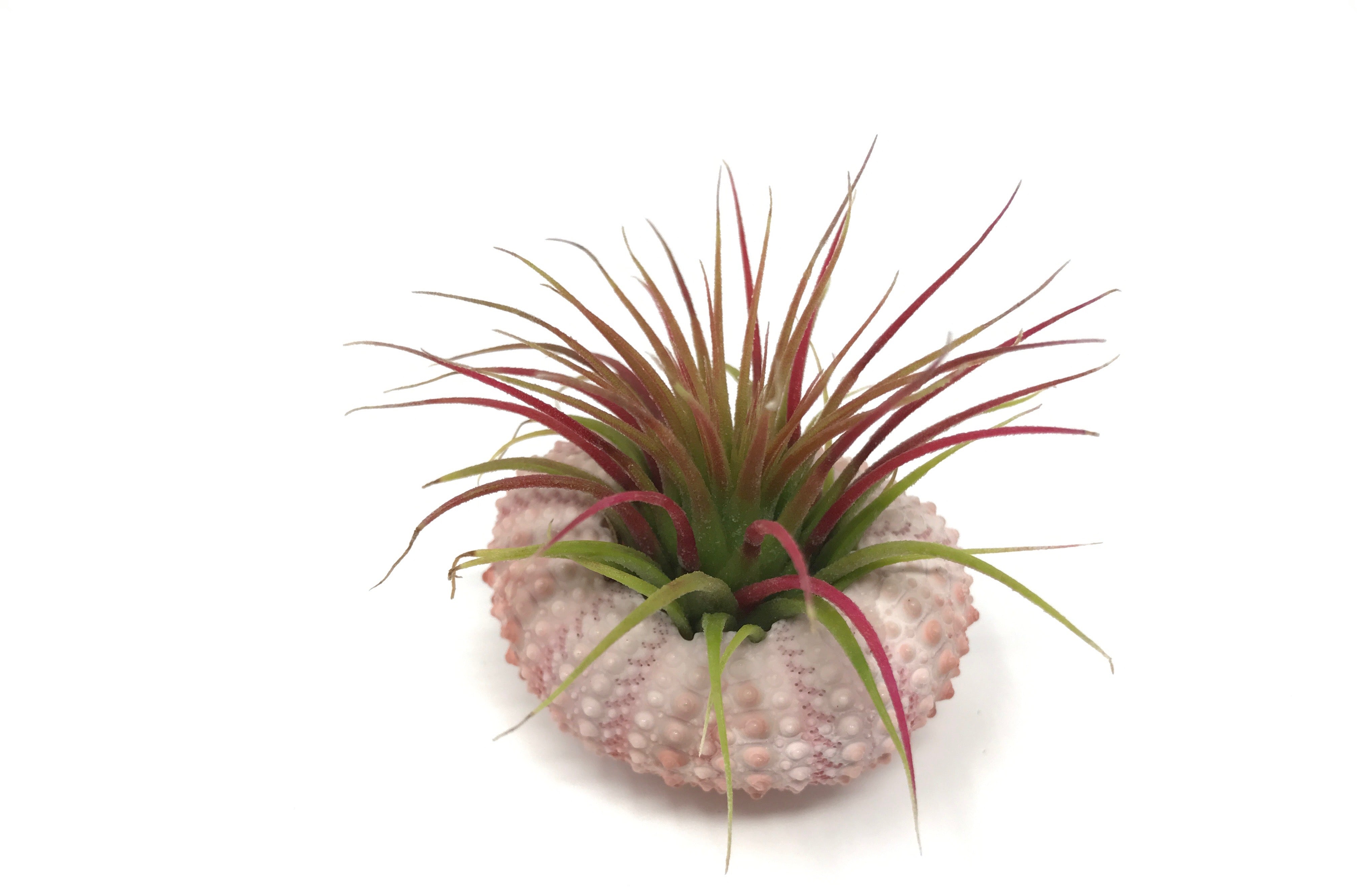 Air Plant & Sea Urchin Shell Combo - Air Plant Hub 