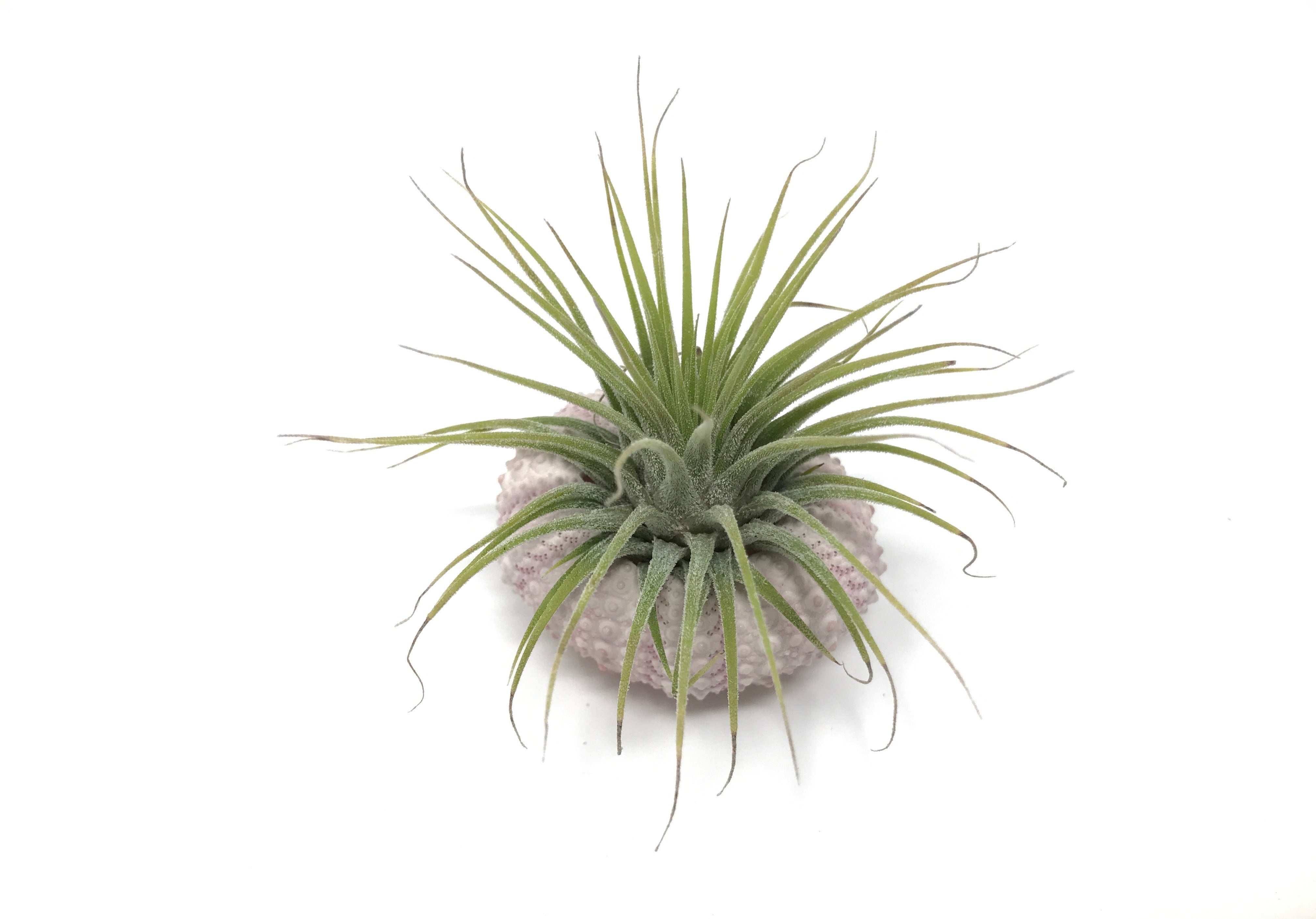 Air Plant & Sea Urchin Shell Combo - Air Plant Hub 