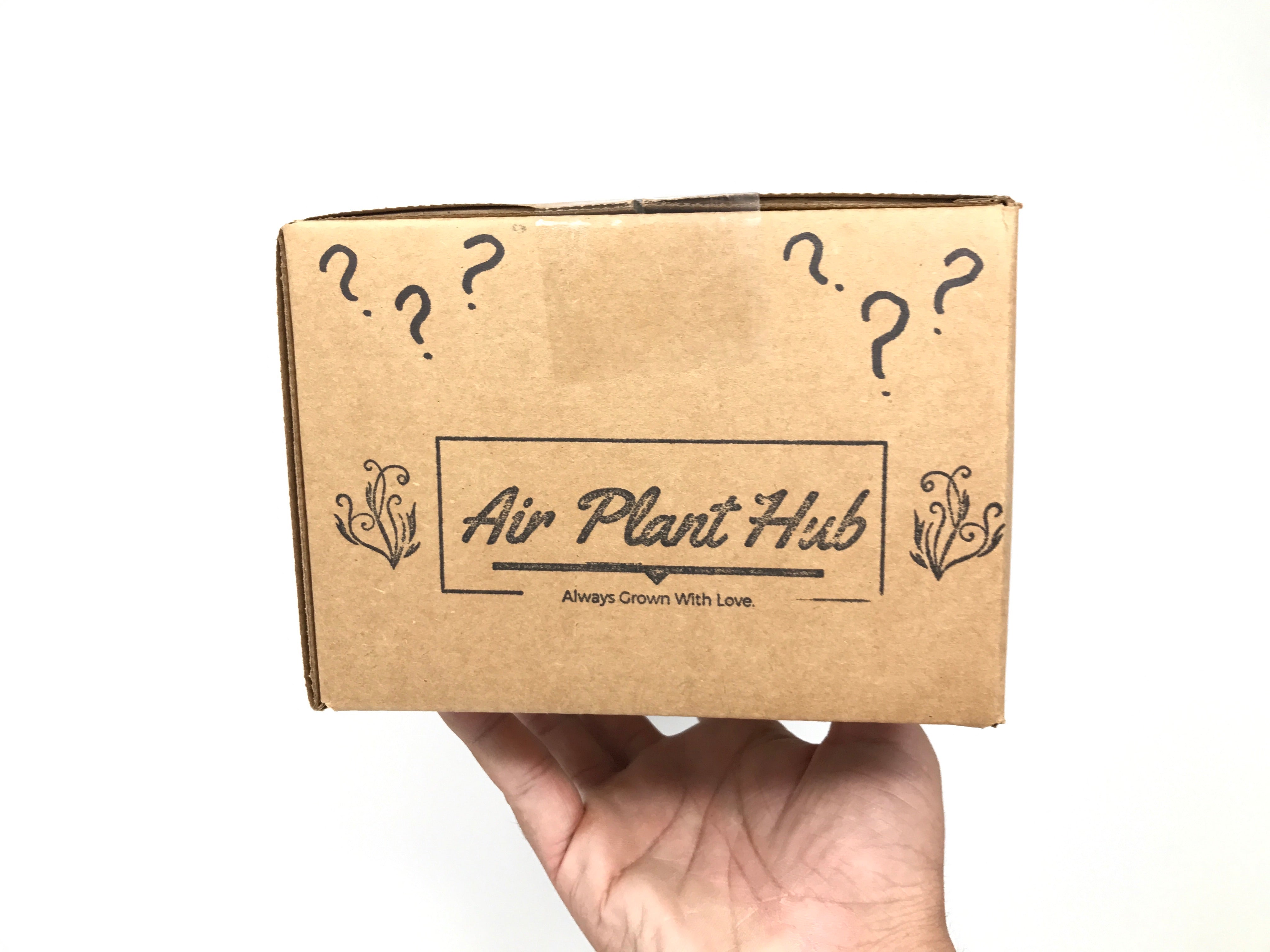 Air Plant Mystery Box - Air Plant Hub 