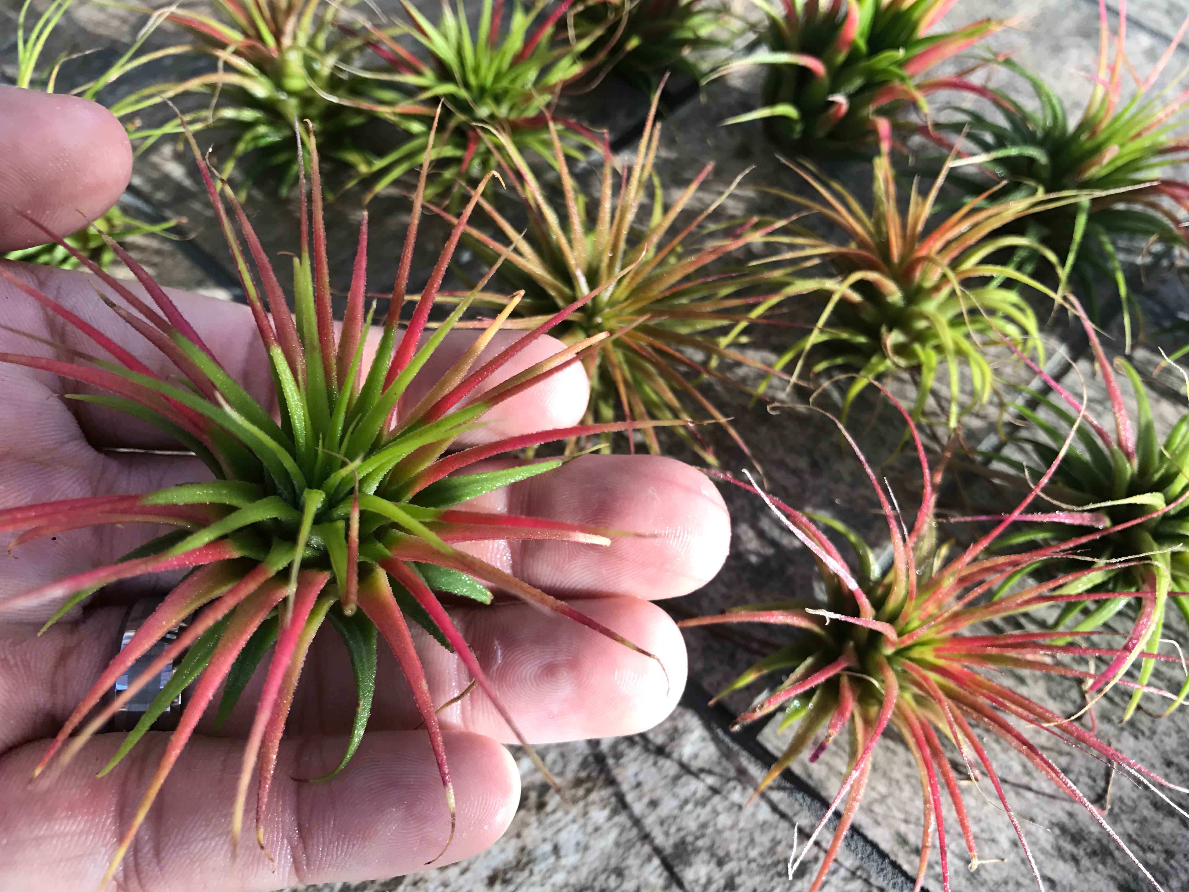 Wholesale Ionantha Guatemala 2" (Minimum Order 10) - Air Plant Hub 