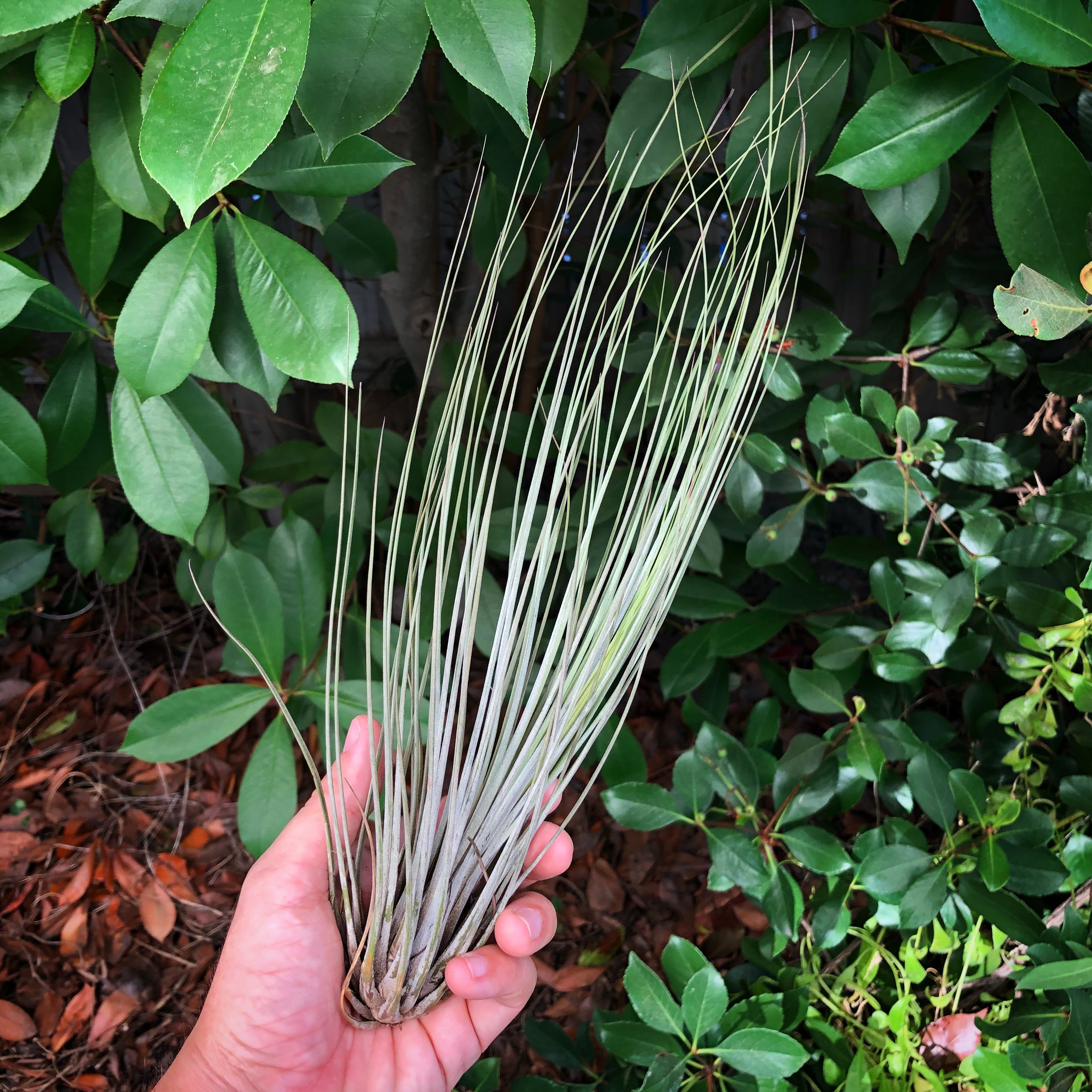 Tillandsia Juncea Air Plant Tall Wispy Vase Houseplant