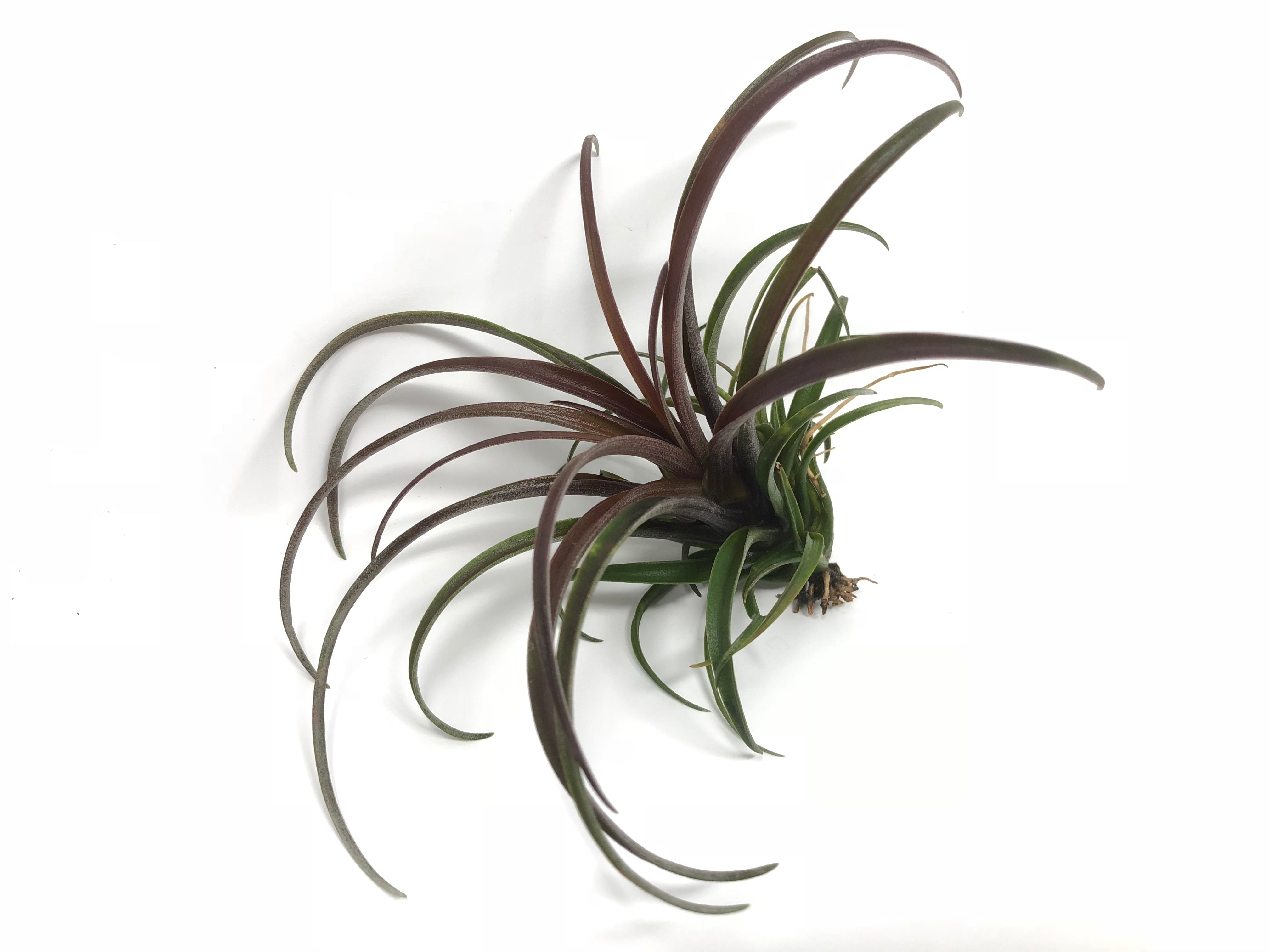 Capitata v Domingensis <br> (Small & Med Sizes) - Air Plant Hub Natural Purple Color Tillandsia Houseplant