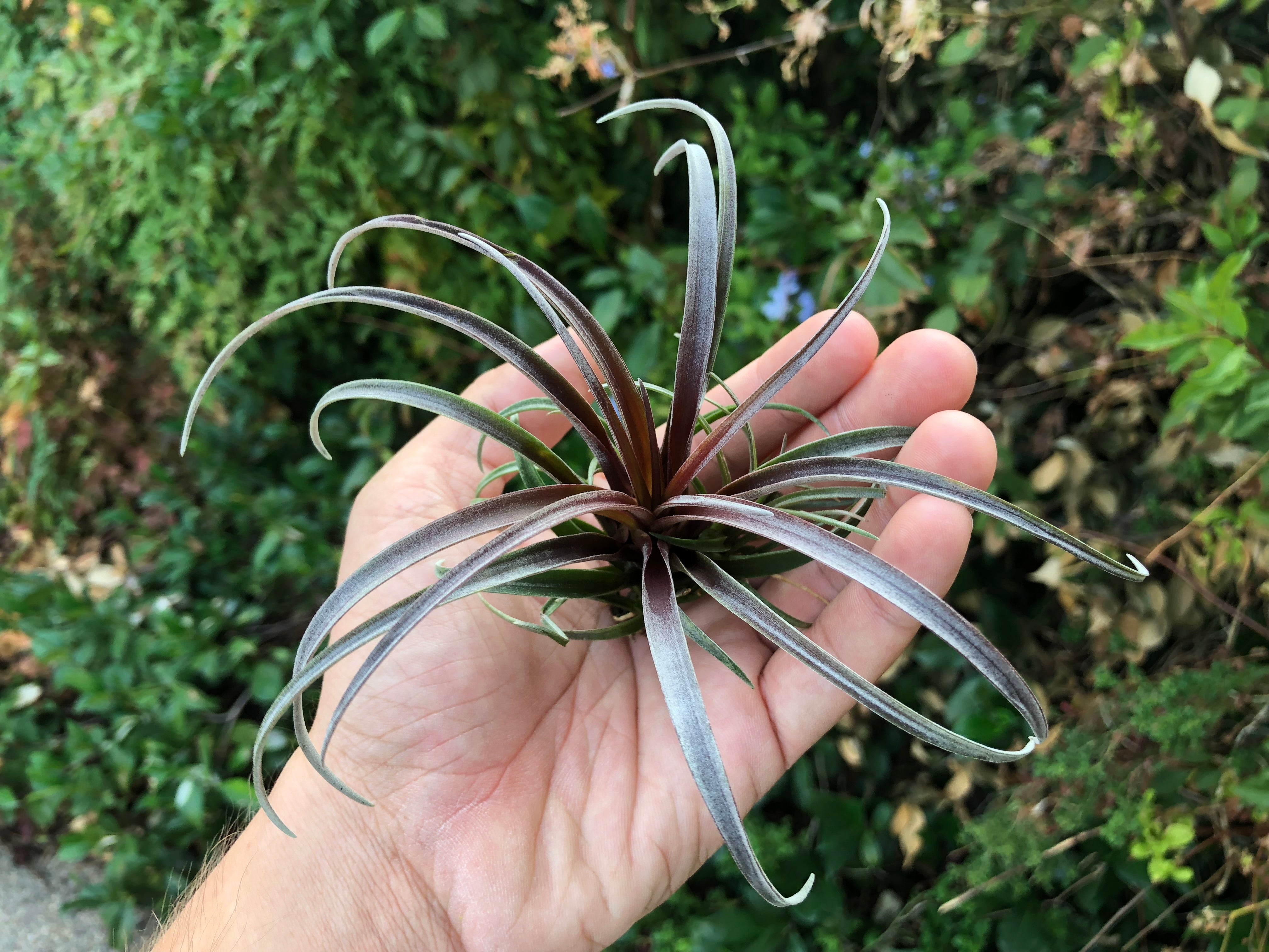 Capitata v Domingensis <br> (Small & Med Sizes) - Air Plant Hub Natural Purple Color Tillandsia Houseplant