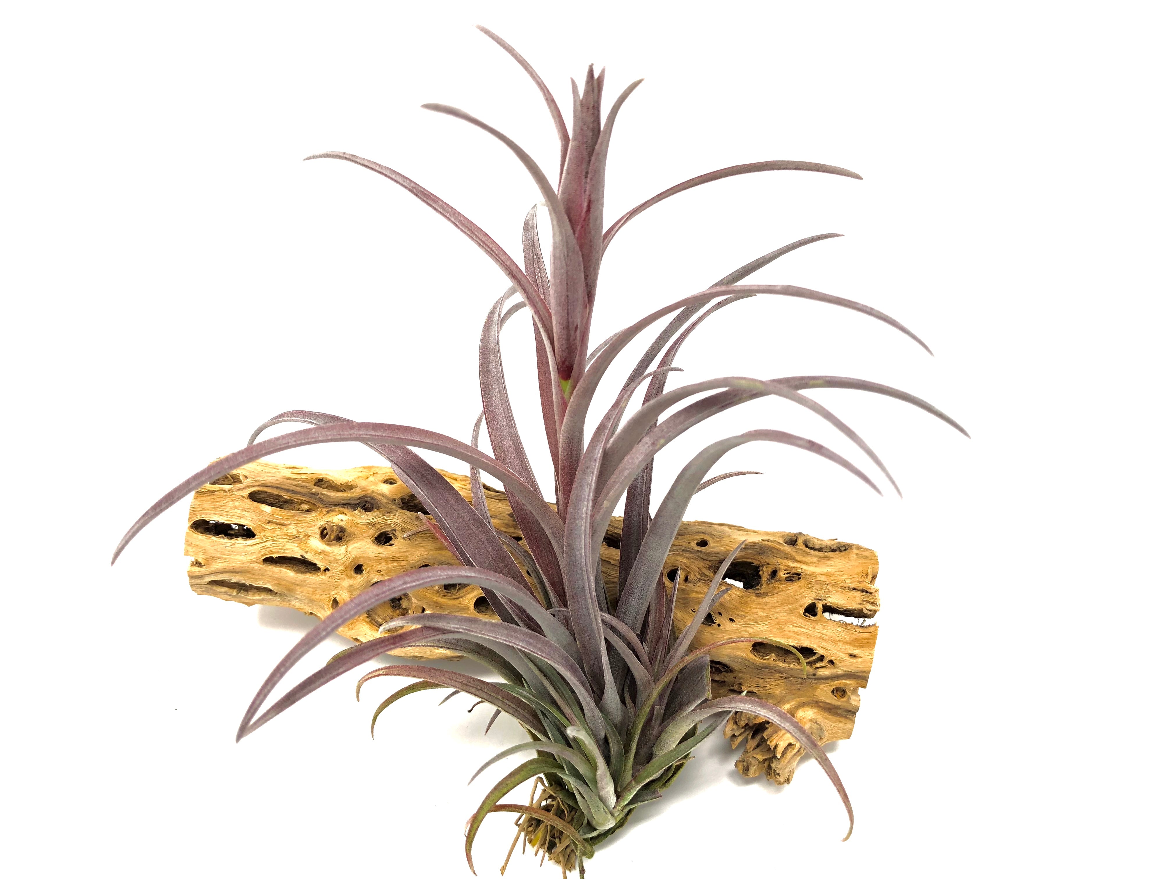 Capitata v Domingensis <br> (Small & Med Sizes) - Air Plant Hub Natural Purple Color Tillandsia Houseplant