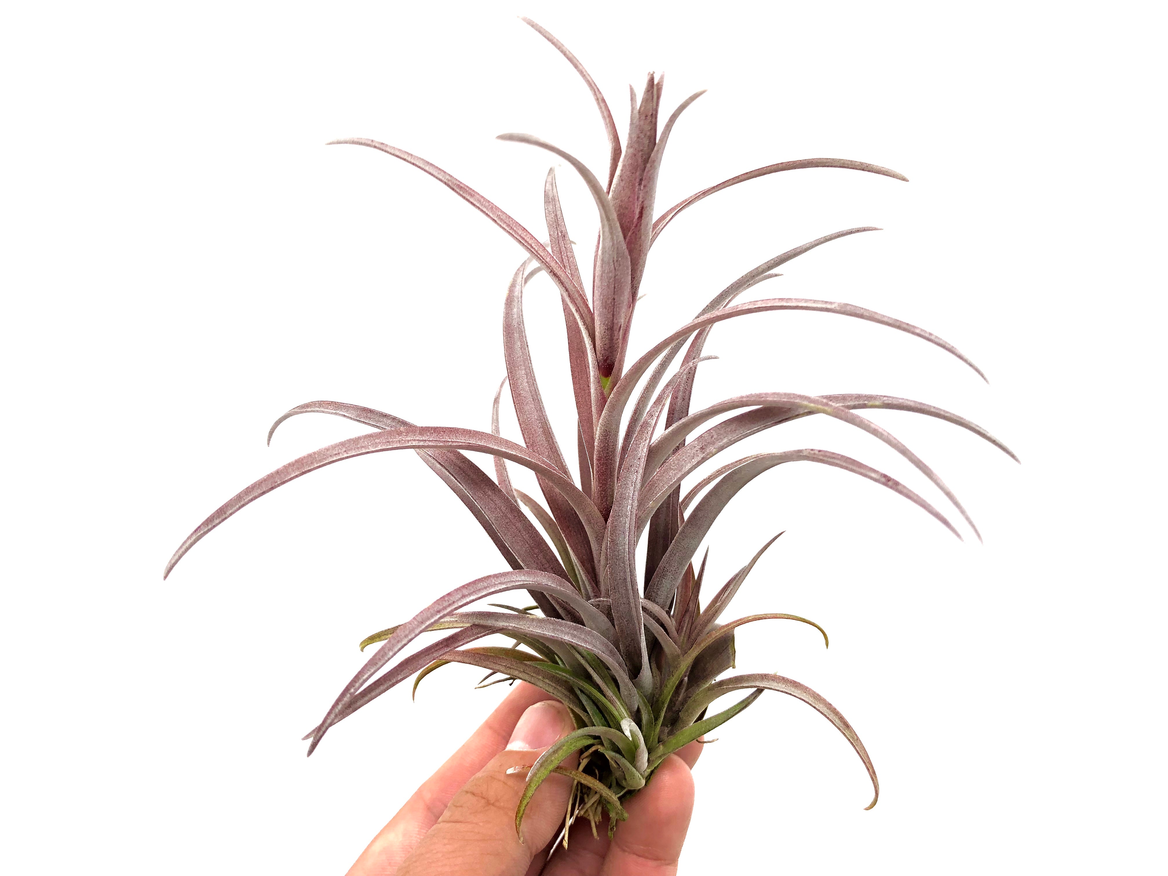 Capitata v Domingensis <br> (Small & Med Sizes) - Air Plant Hub Natural Purple Color Tillandsia Houseplant