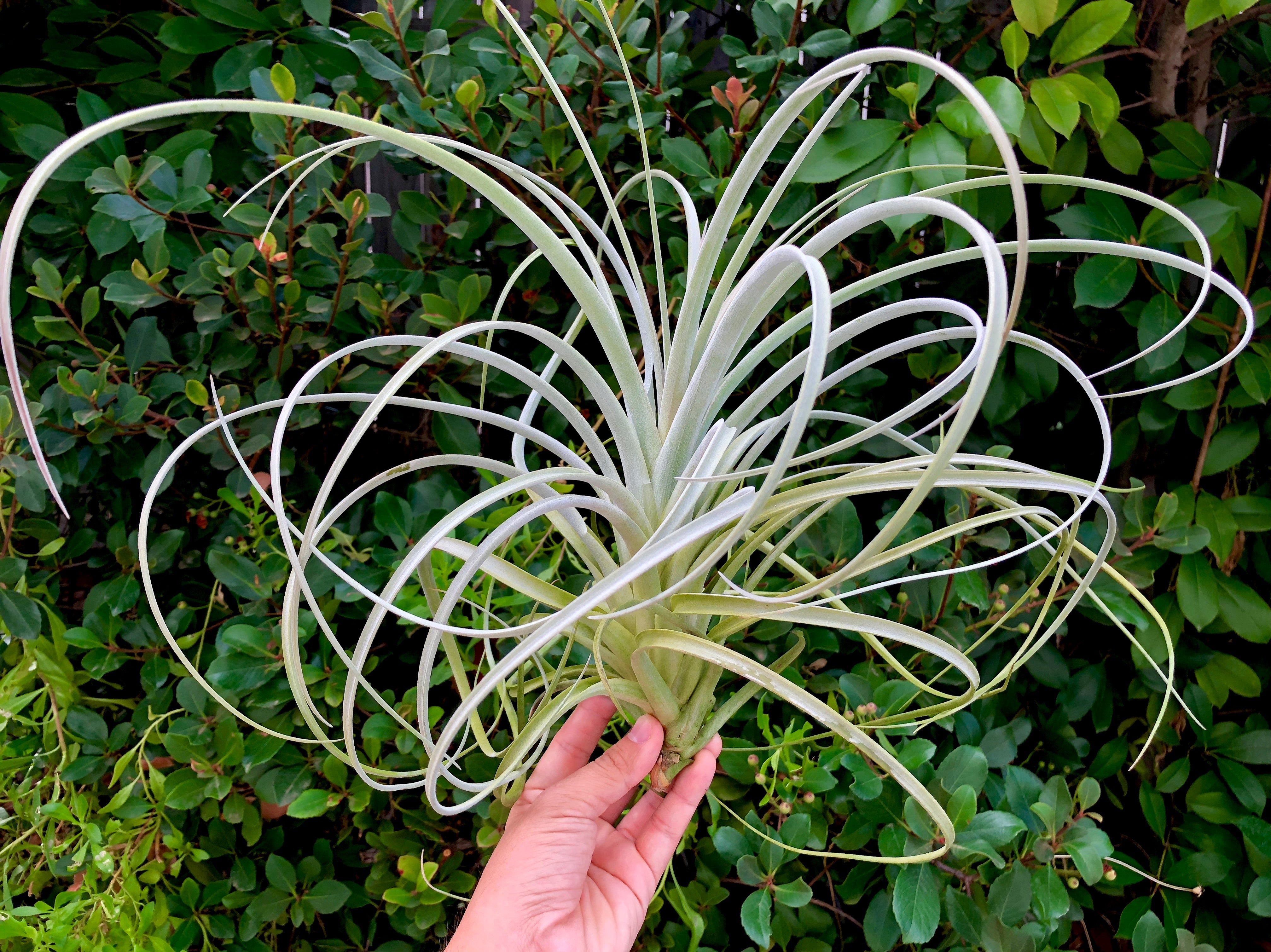Exserta <br> (Small Sizes In Bloom) - Air Plant Hub 