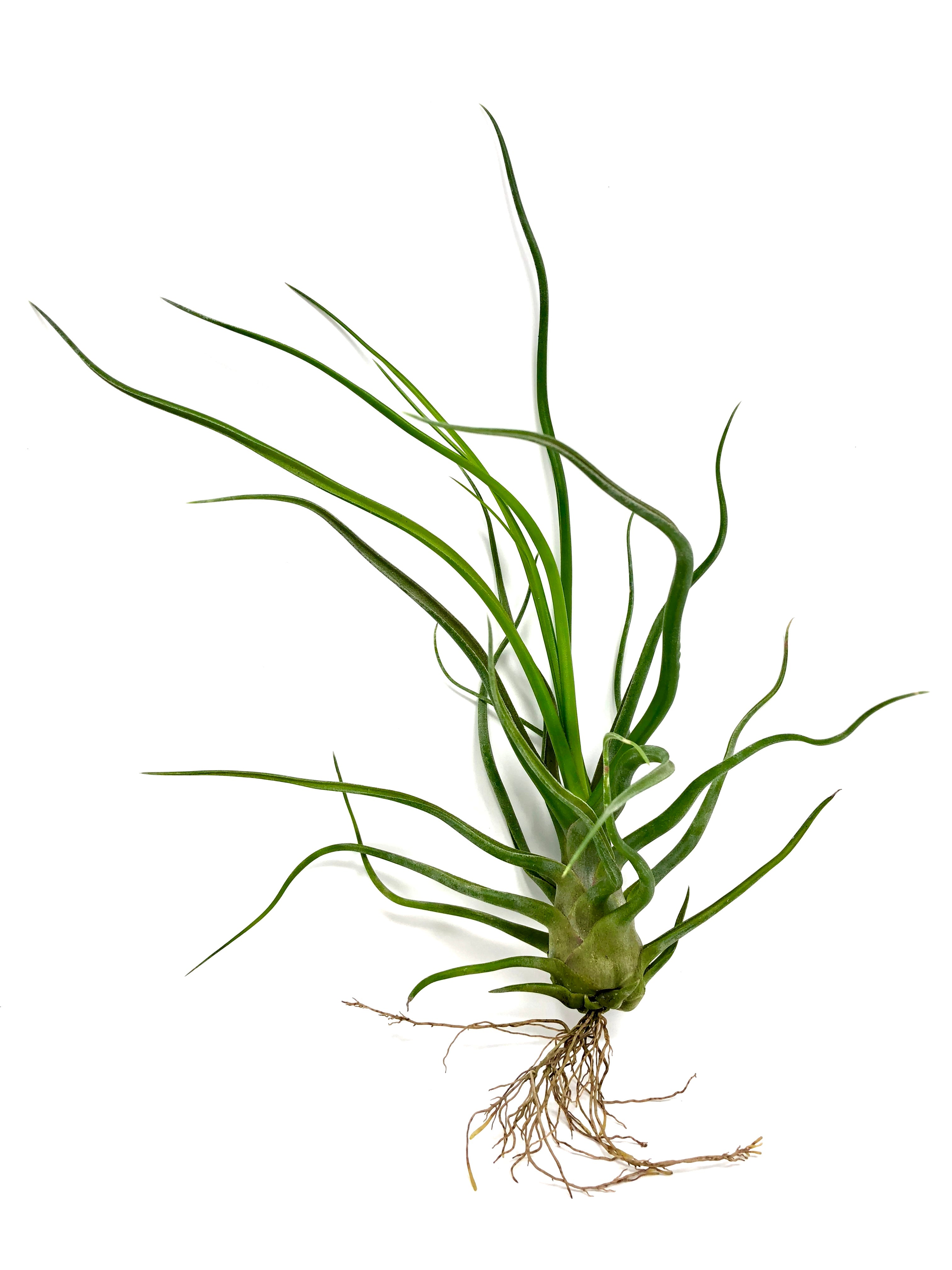 Tillandsia Showtime Rare Bulbosa Hybrid Air Plant For Sale