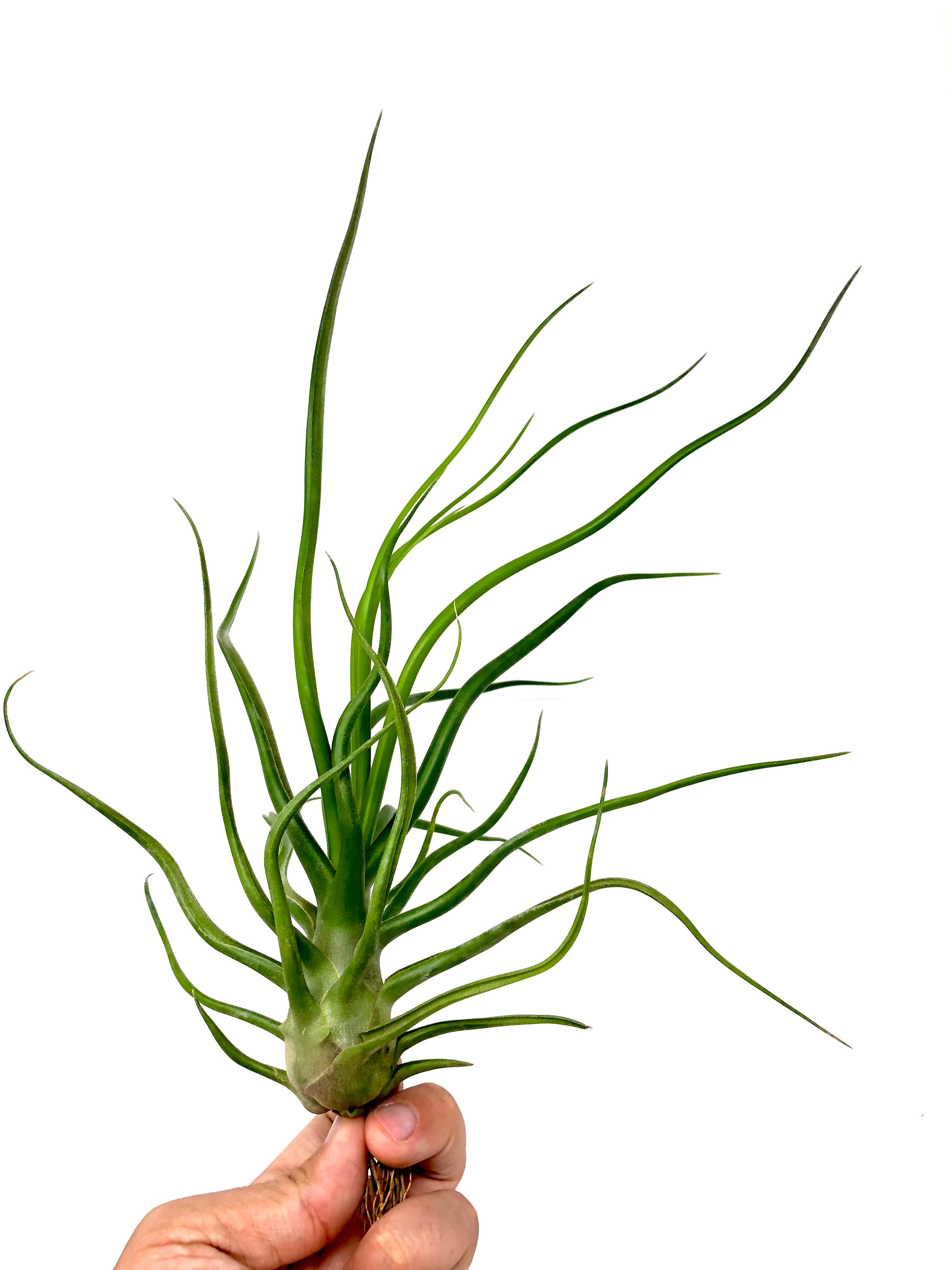 Tillandsia Showtime Rare Bulbosa Hybrid Air Plant For Sale