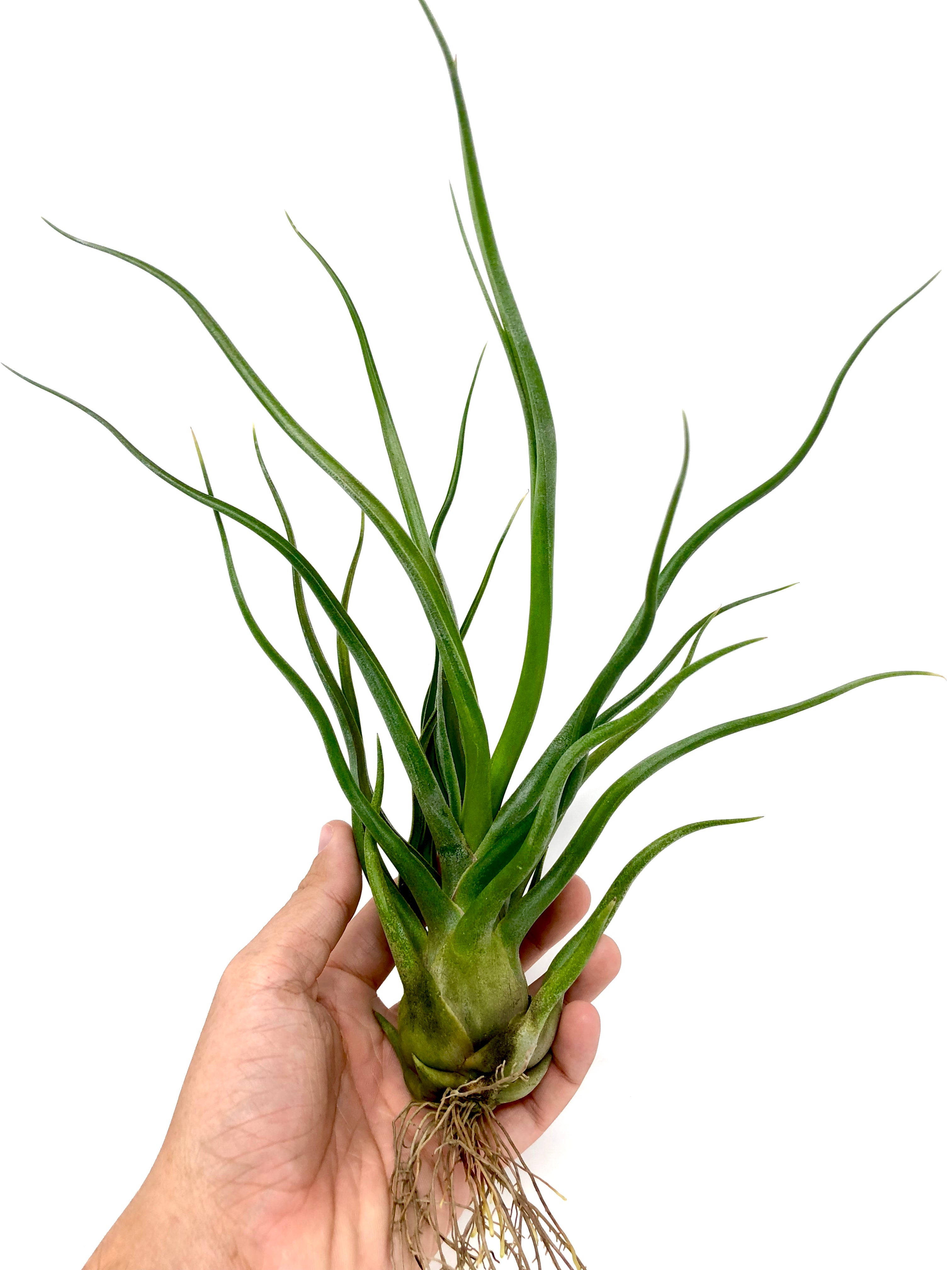 Tillandsia Showtime Rare Bulbosa Hybrid Air Plant For Sale