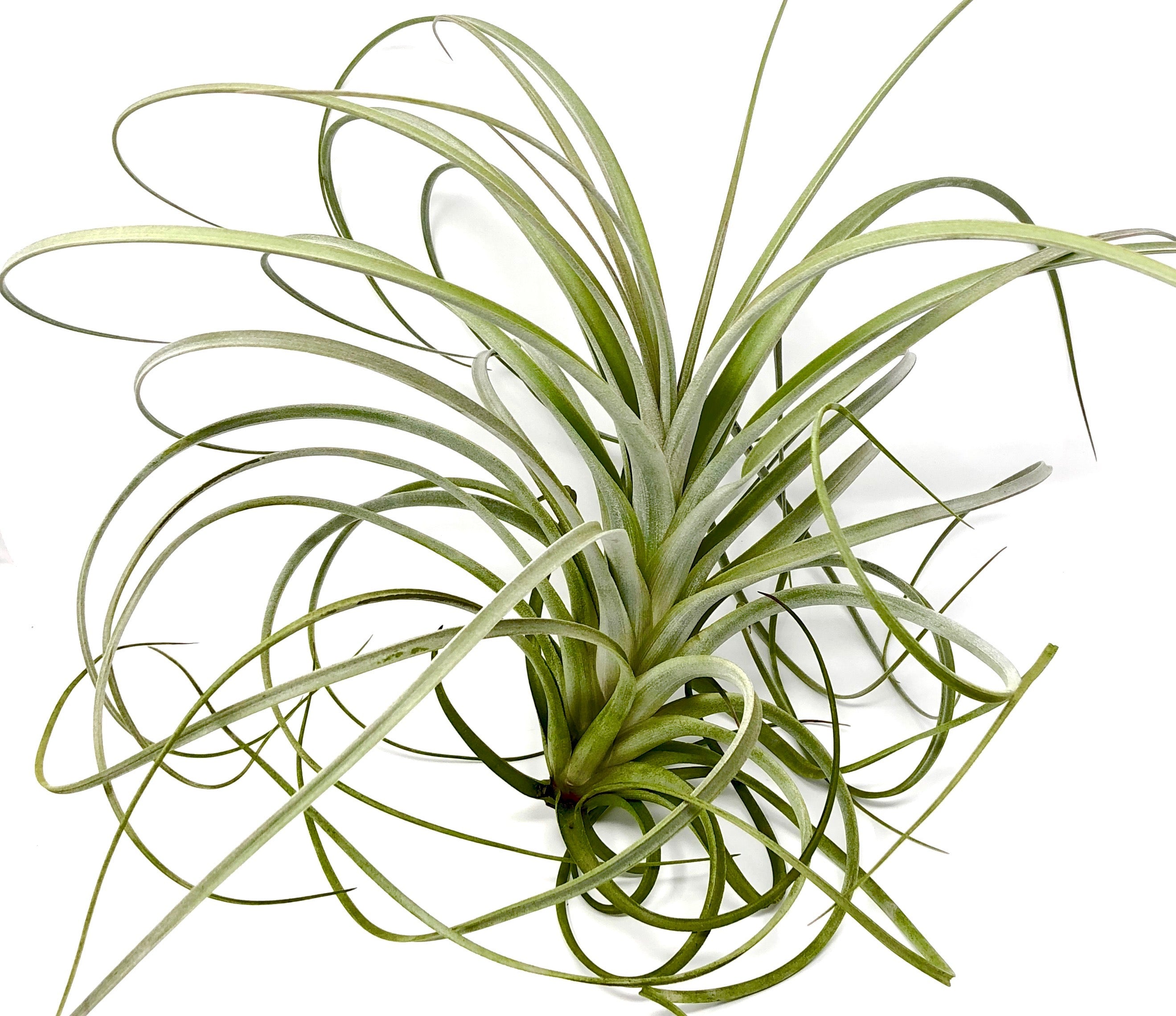 Exserta <br> (Small Sizes In Bloom) - Air Plant Hub 