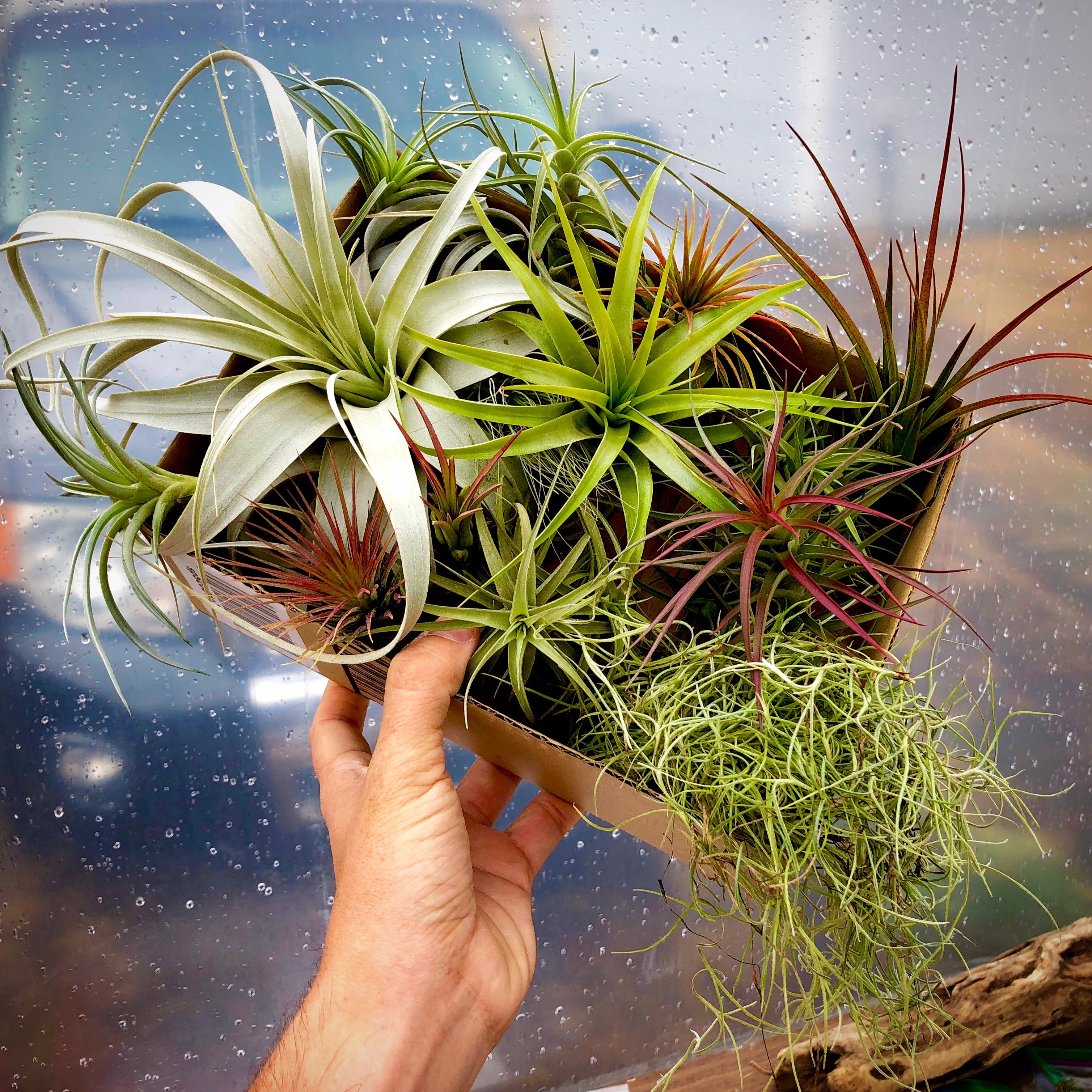 Beautiful colorful air plant tillandsia mix for sale displayed in a box