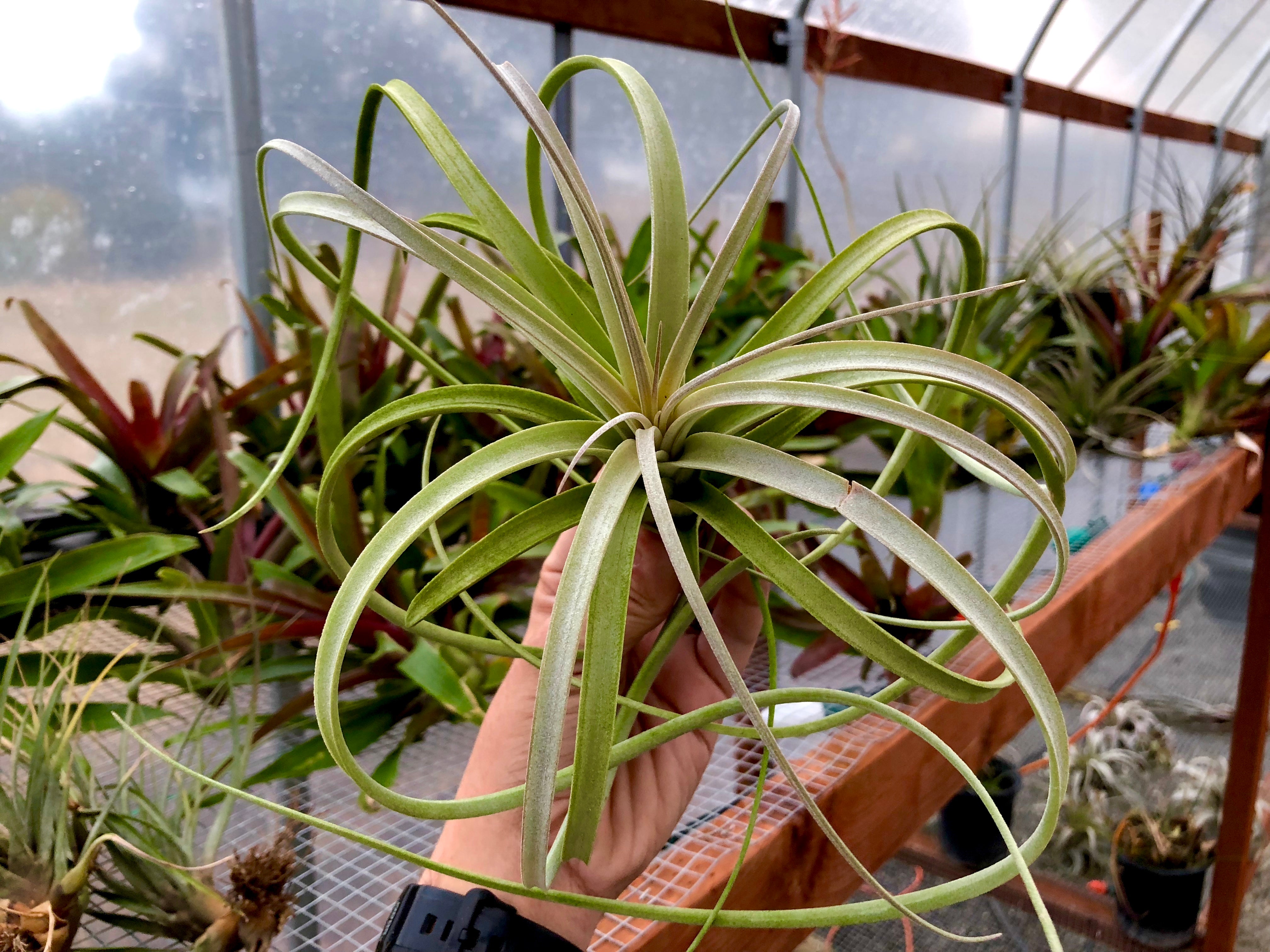 Exserta <br> (Small Sizes In Bloom) - Air Plant Hub 