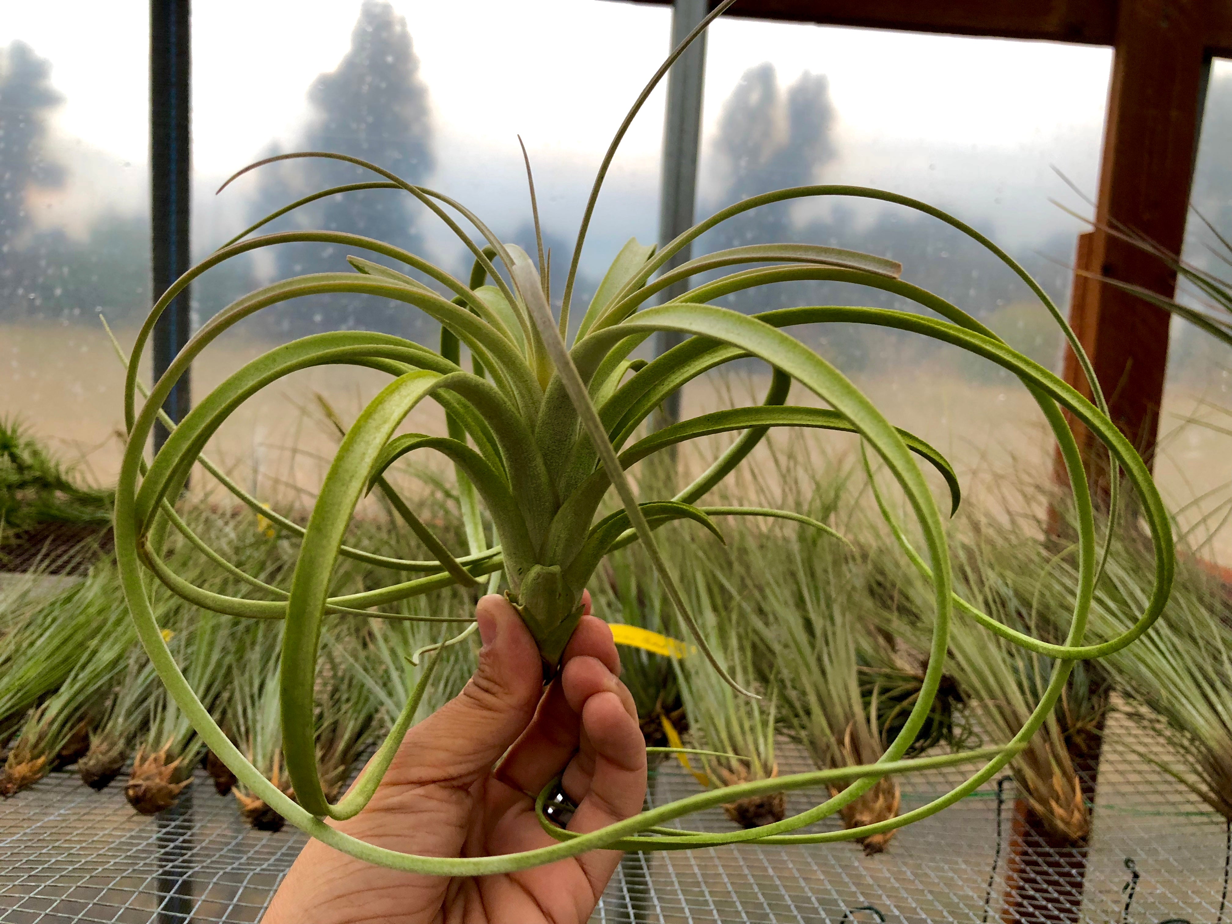 Exserta <br> (Small Sizes In Bloom) - Air Plant Hub 