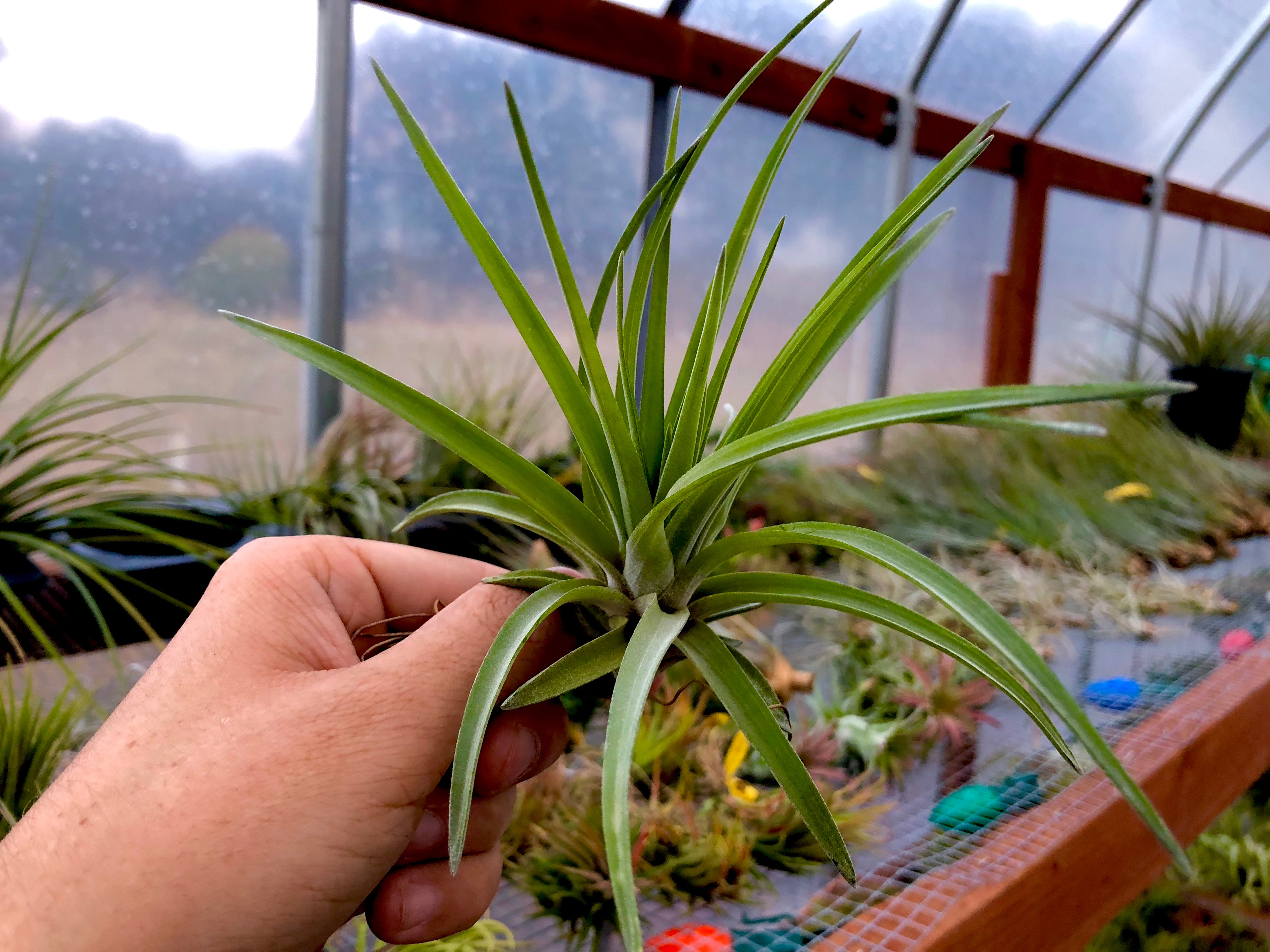 Velutina <br> Medium Size In Bloom/Blush! - Air Plant Hub 