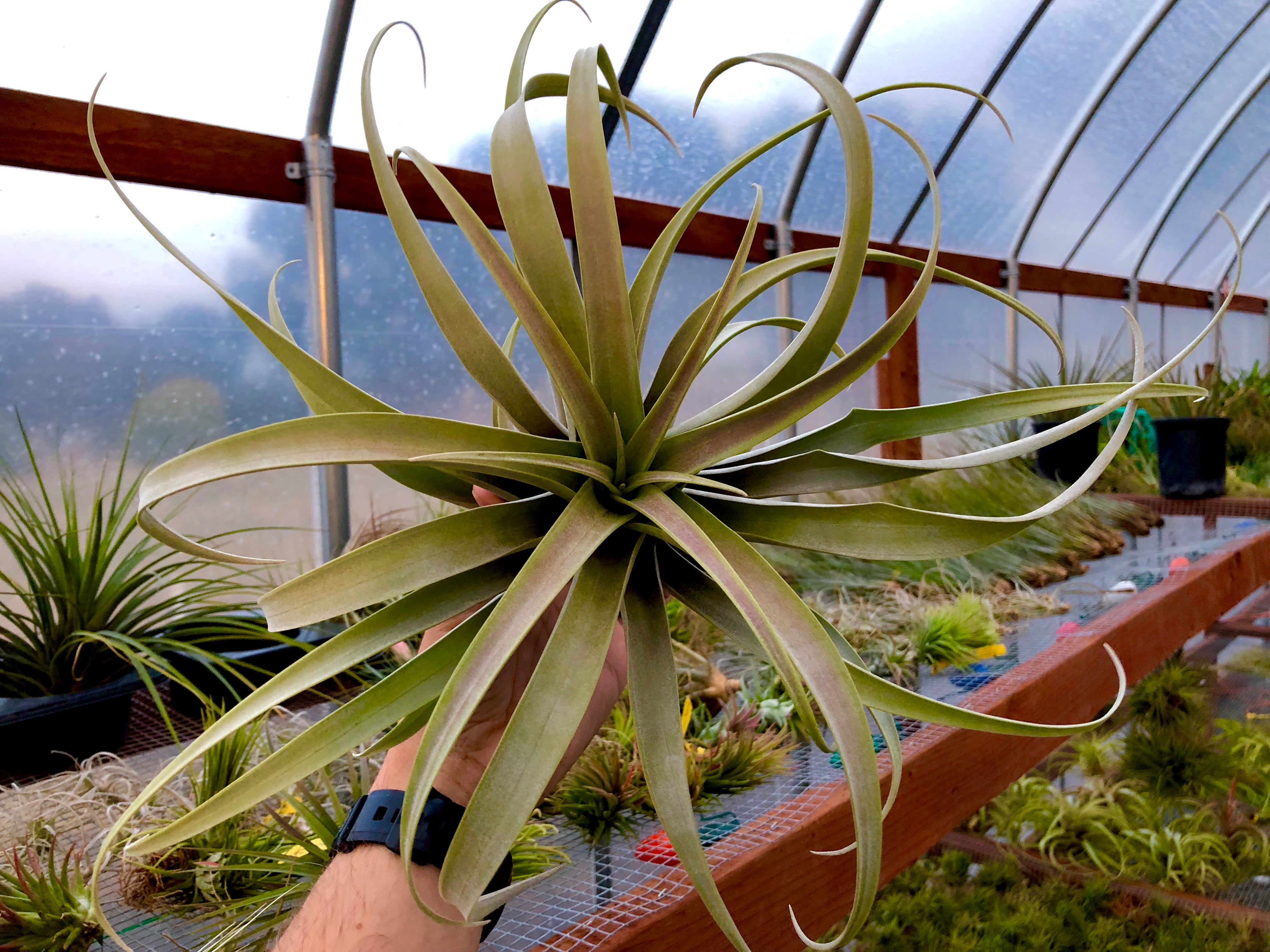 air plant hub Roseoscapa