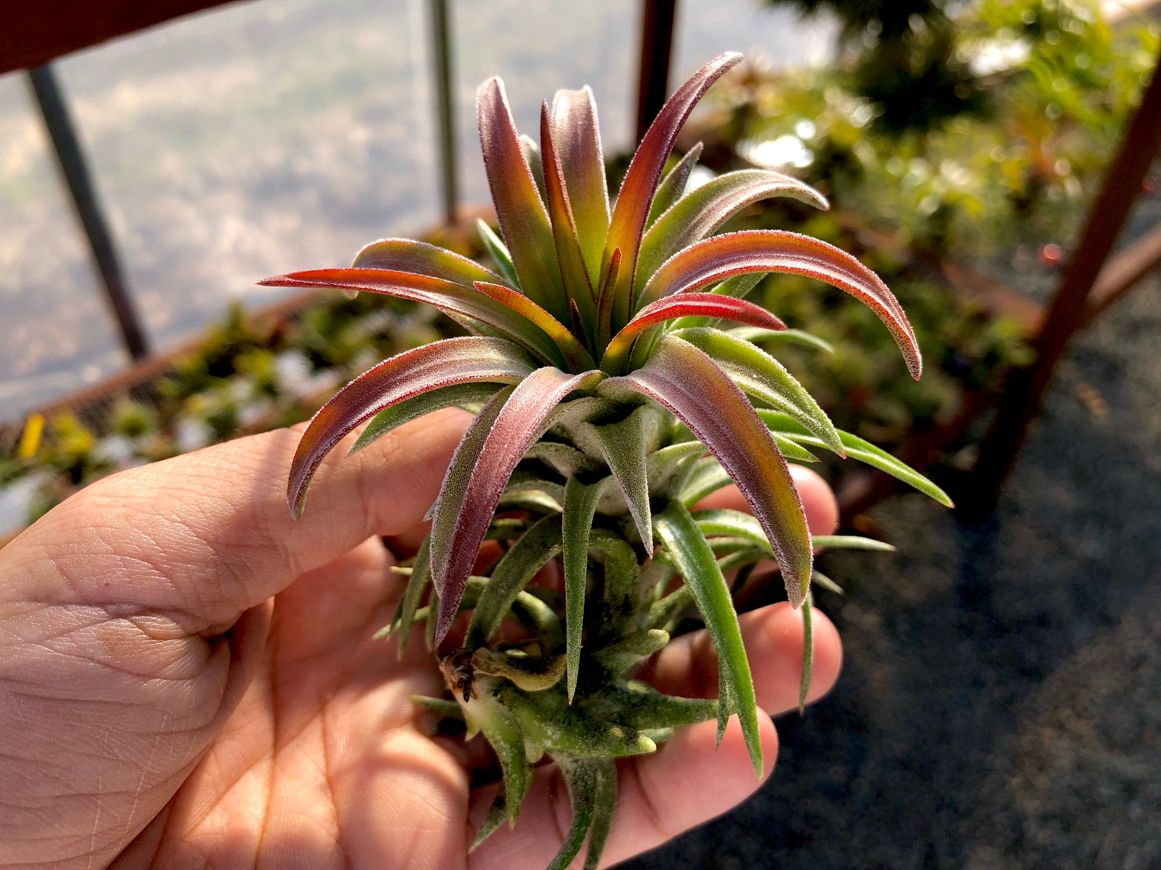 Tillandsia Ionantha Vanhyningii Rare Air Plant Terrarium Friendly