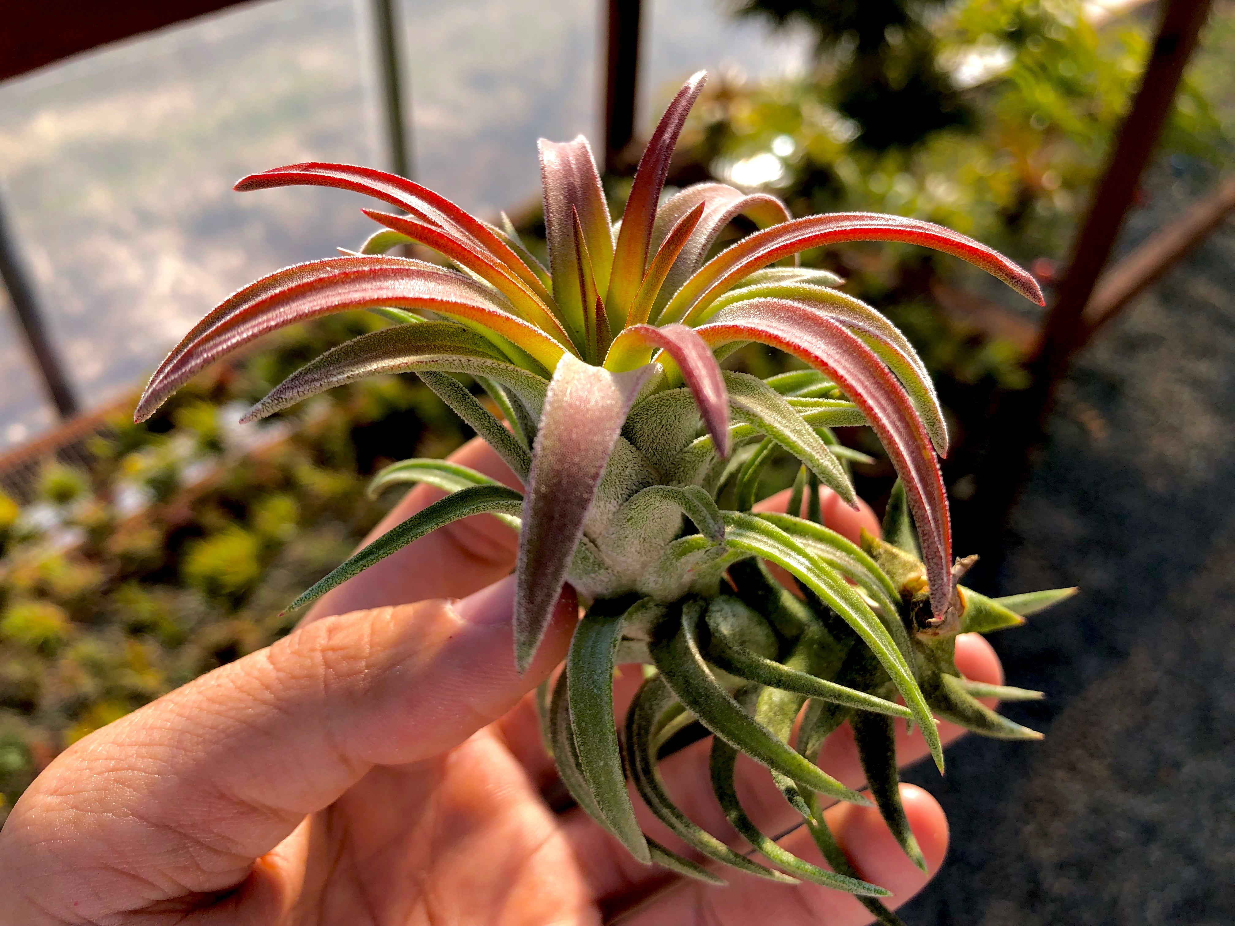 vanhyningii air plant Ionantha Vanhyningii Large Form Medium