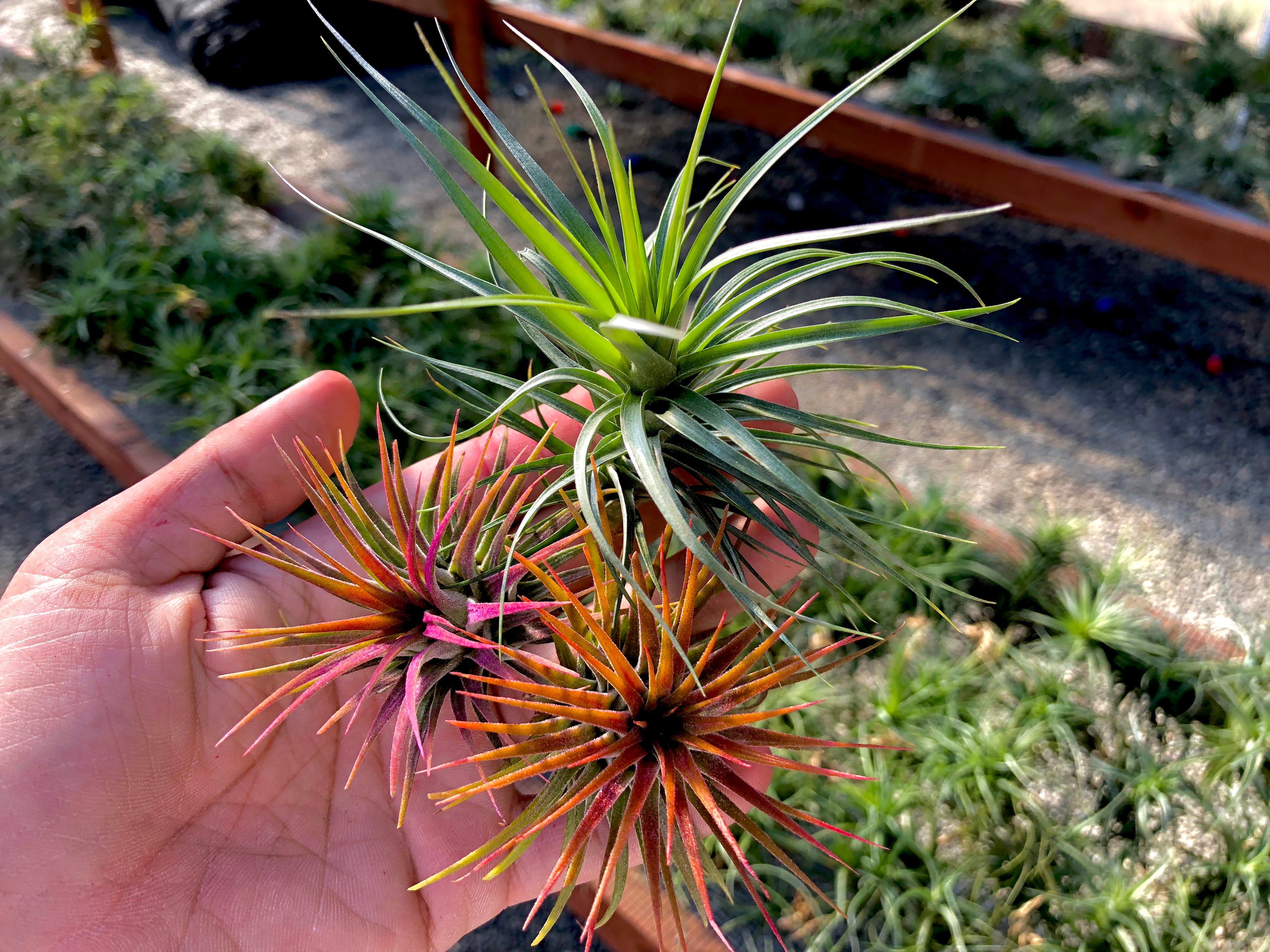 1 pink ionantha air plant, 1 red ionantha air plant, 1 stricta green air plant for sale and being held in hand