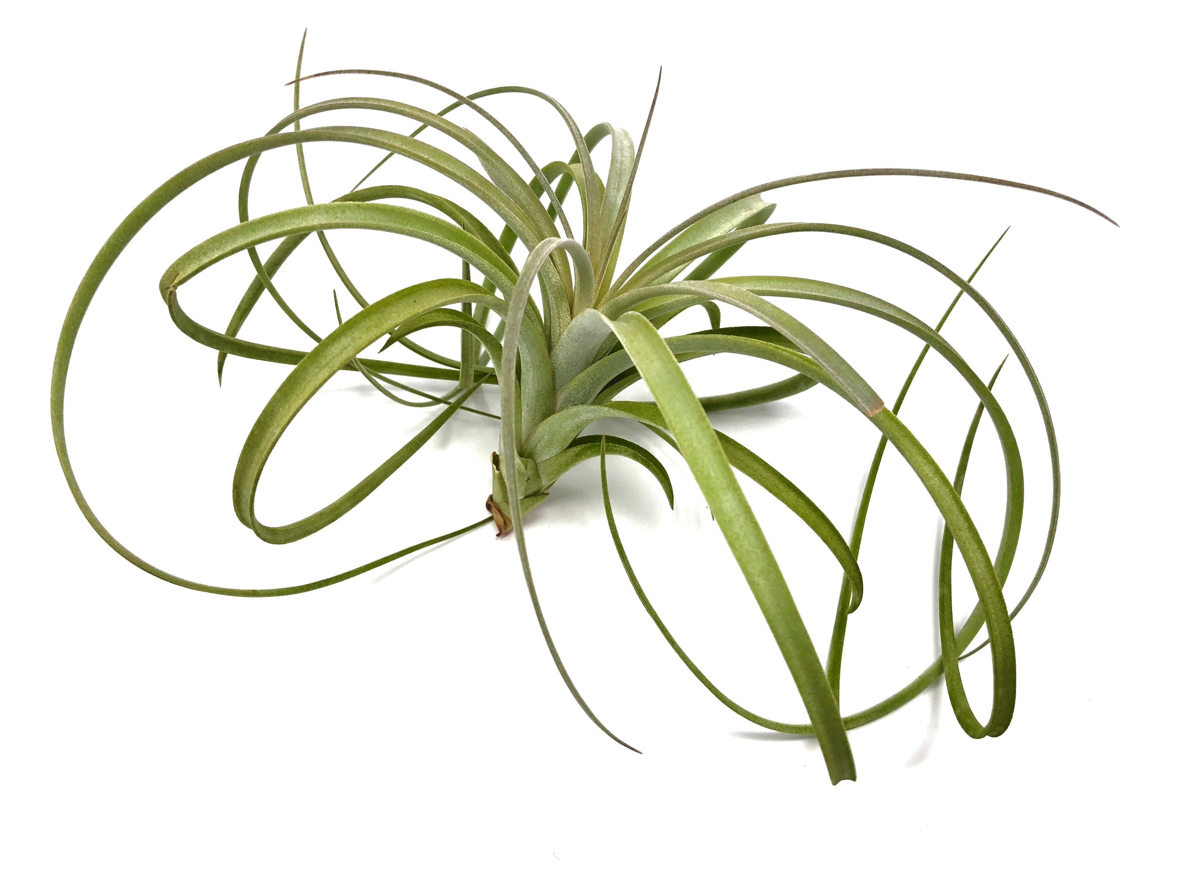 Exserta <br> (Small Sizes In Bloom) - Air Plant Hub 