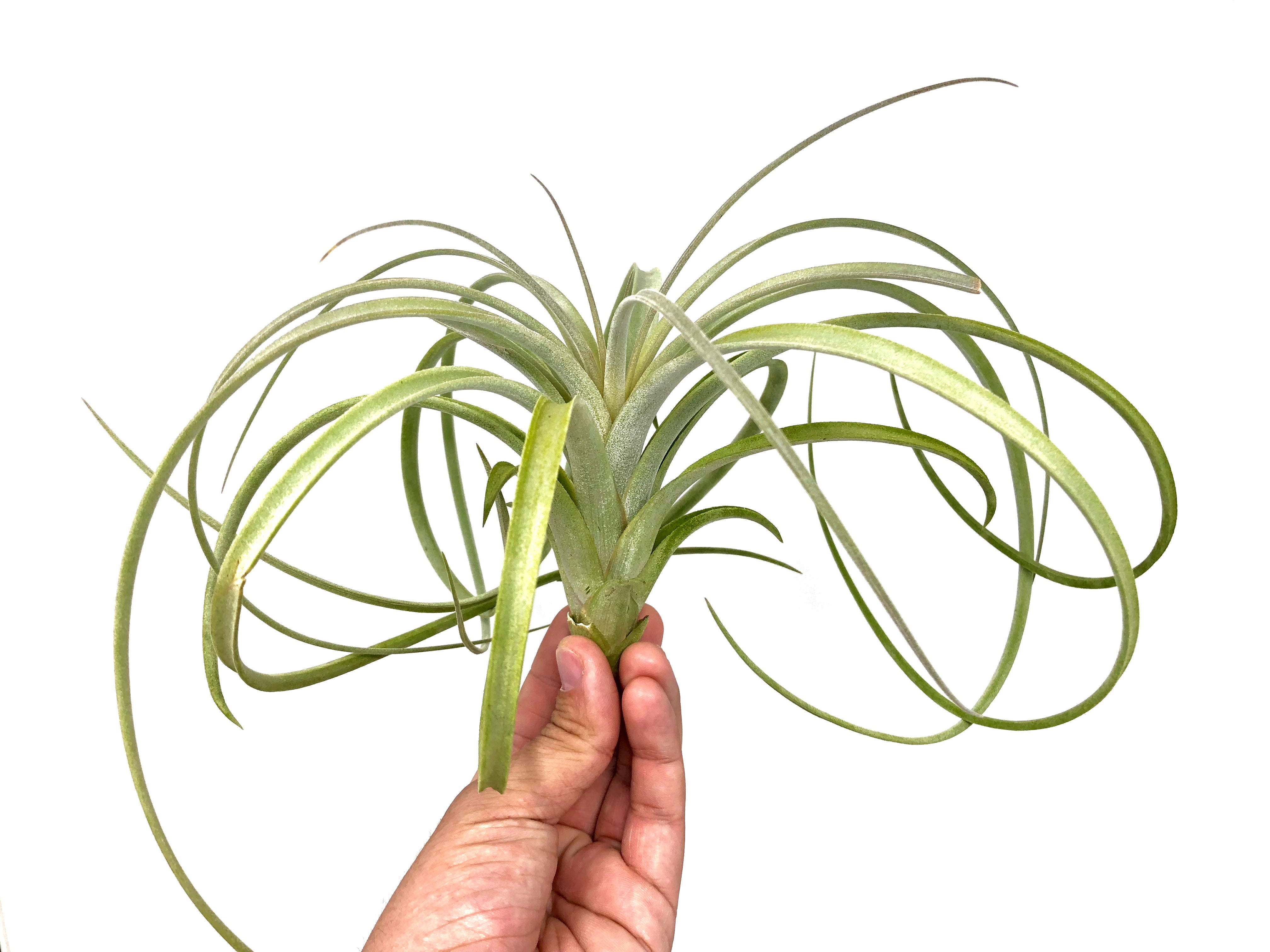 Exserta <br> (Small Sizes In Bloom) - Air Plant Hub 