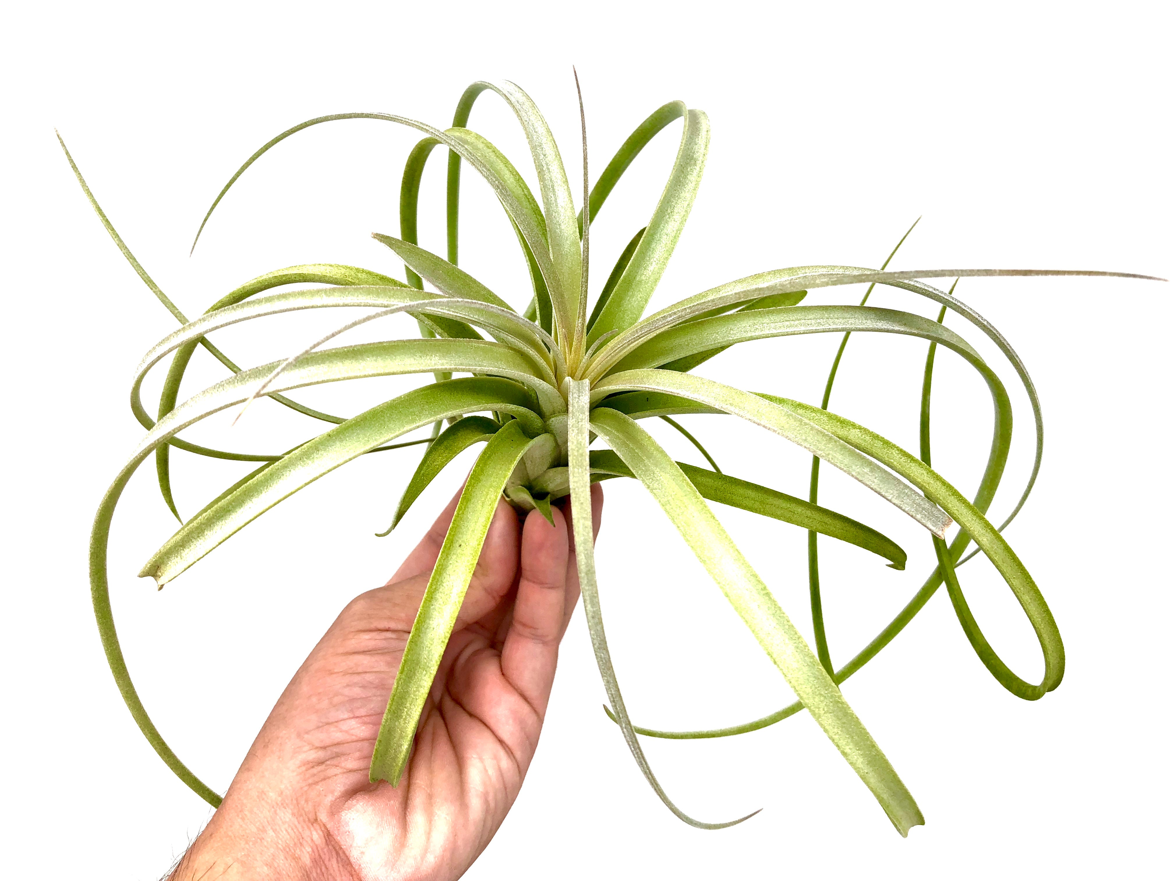 Exserta <br> (Small Sizes In Bloom) - Air Plant Hub 