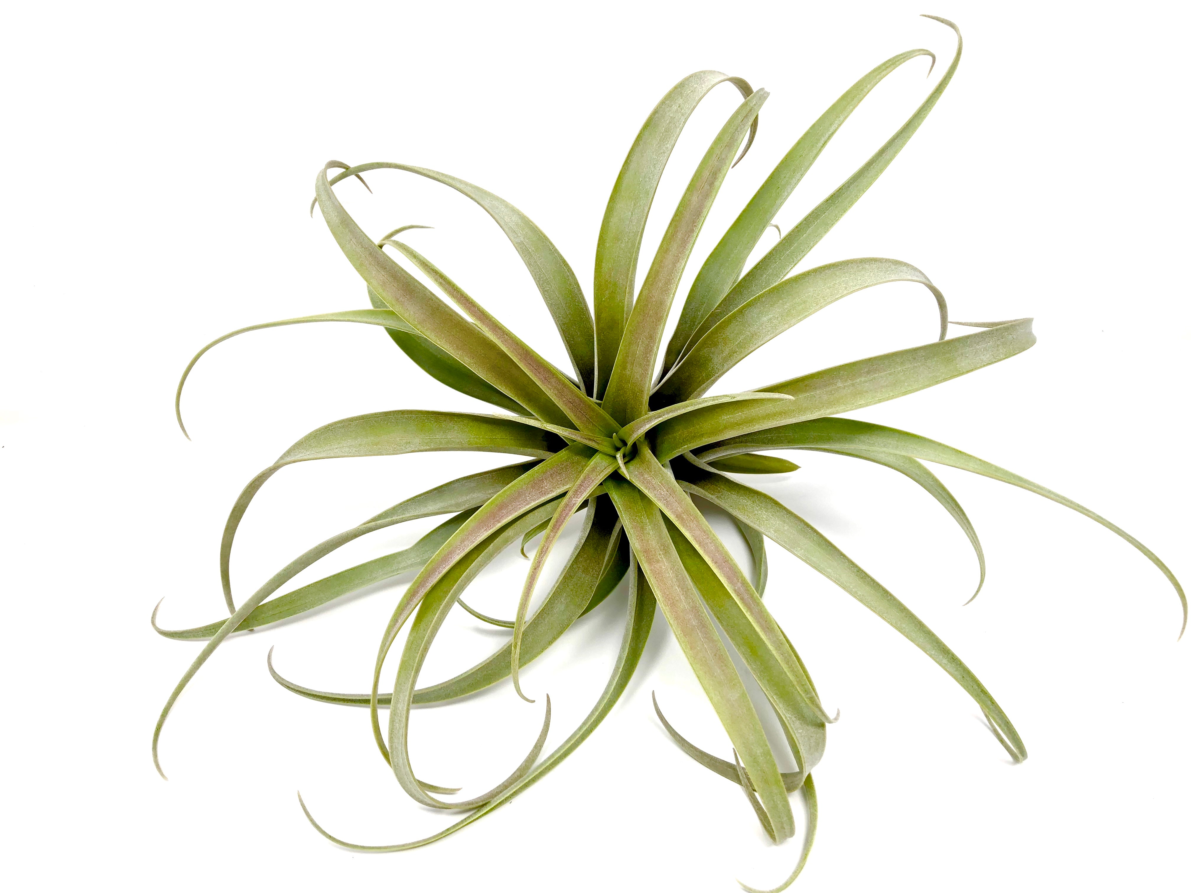 Roseoscapa - Air Plant Hub 