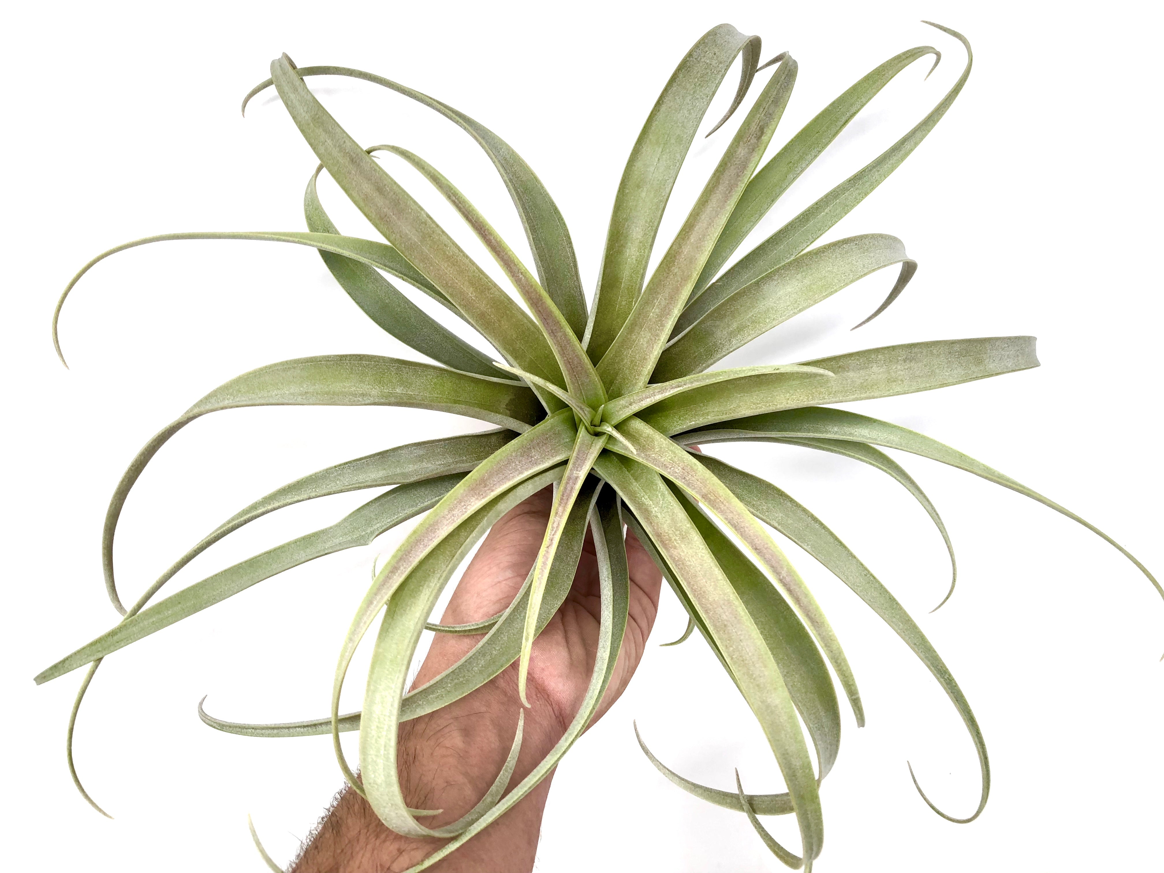 Roseoscapa - Air Plant Hub