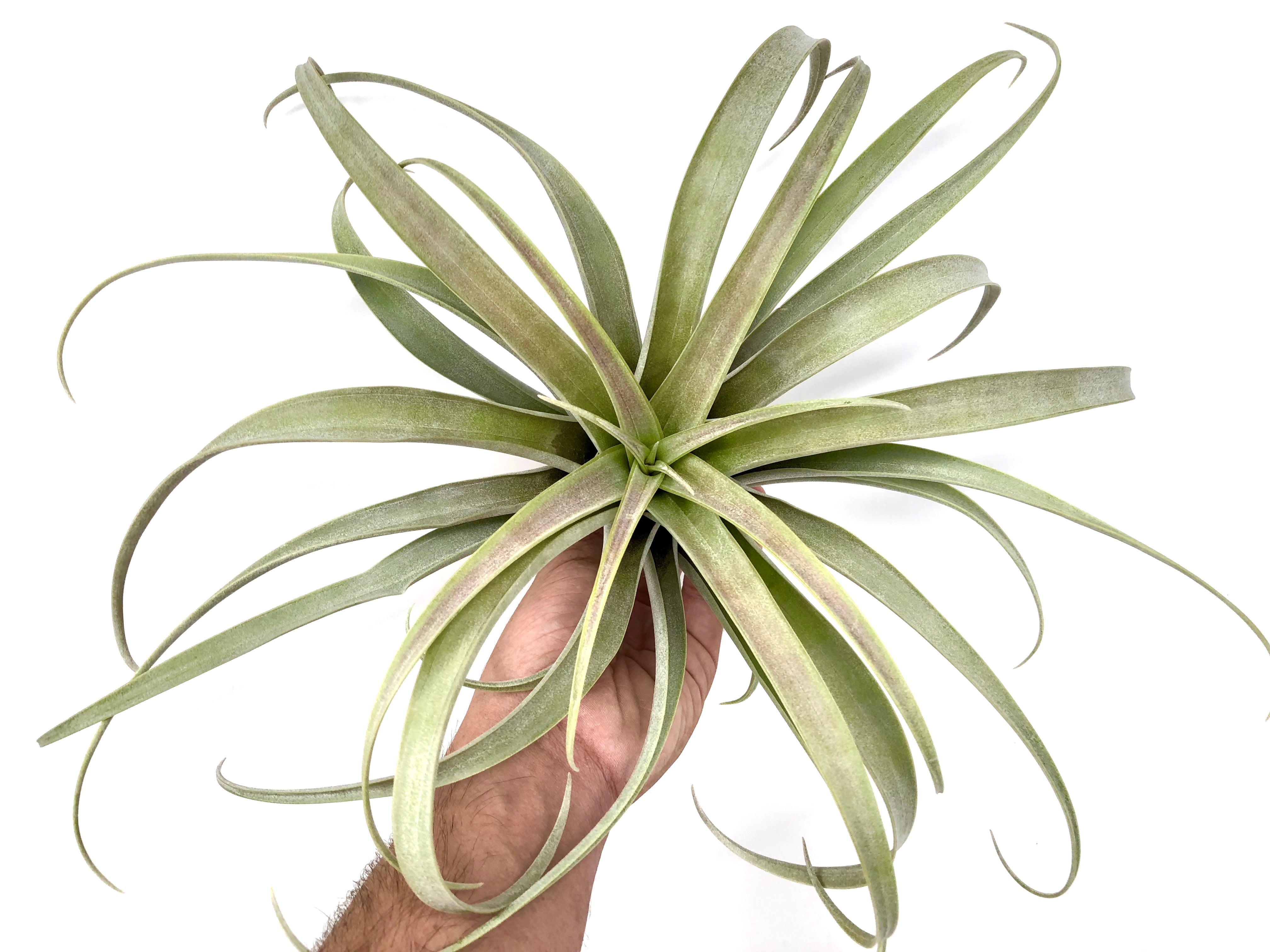 Roseoscapa - Air Plant Hub 