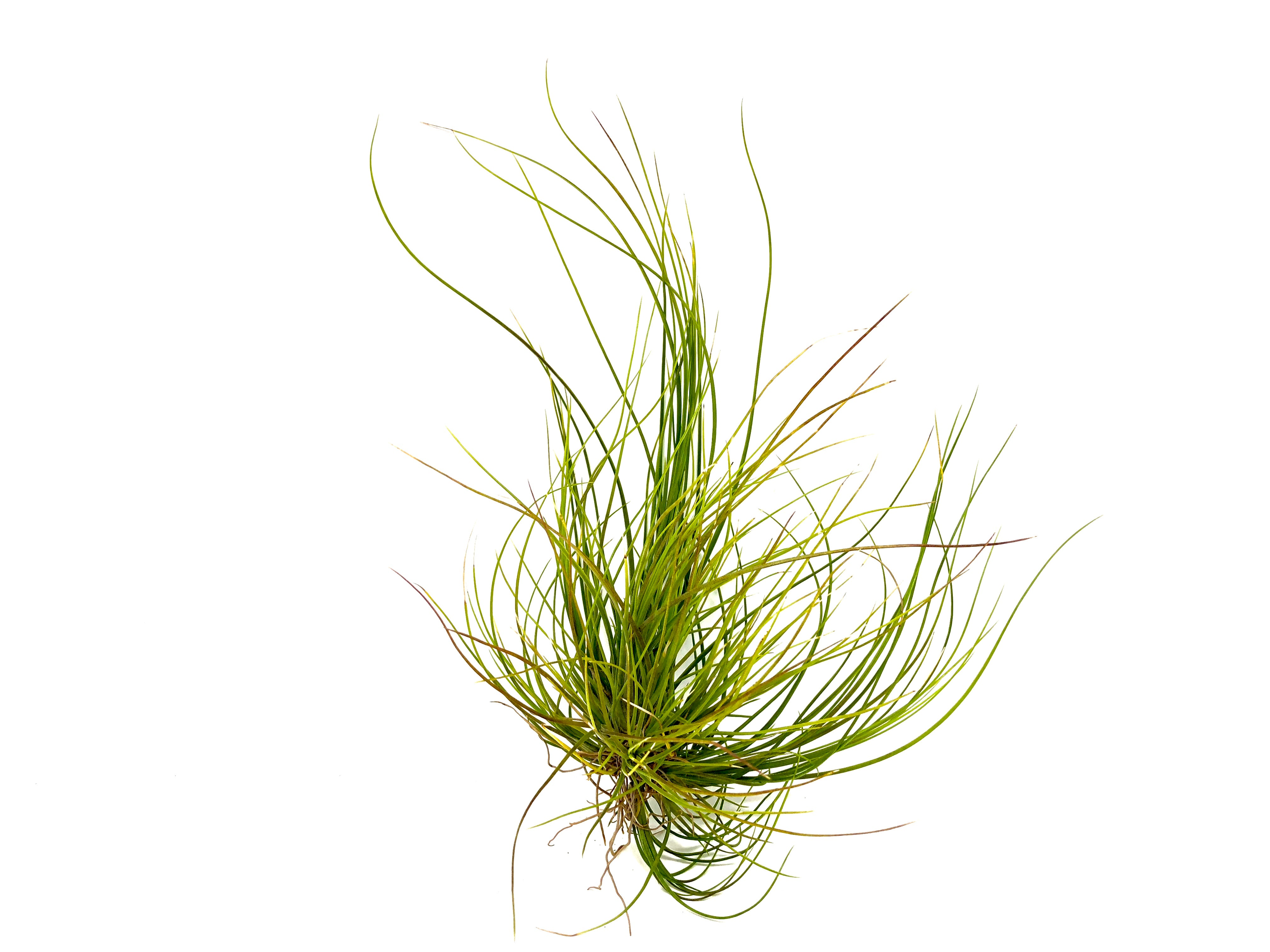 Setacea <br> Clumps & Singles - Air Plant Hub 