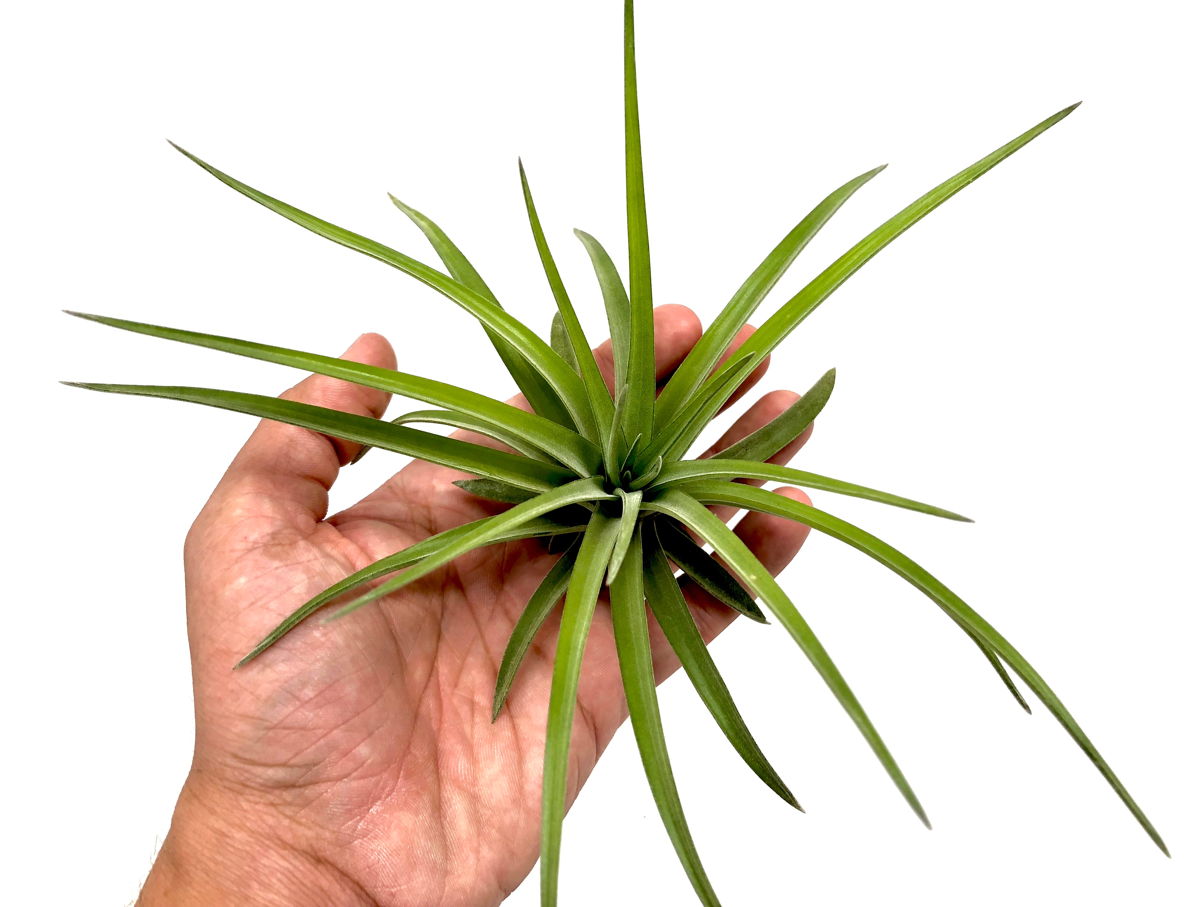 tillandsia velutina air plant for sale in hand