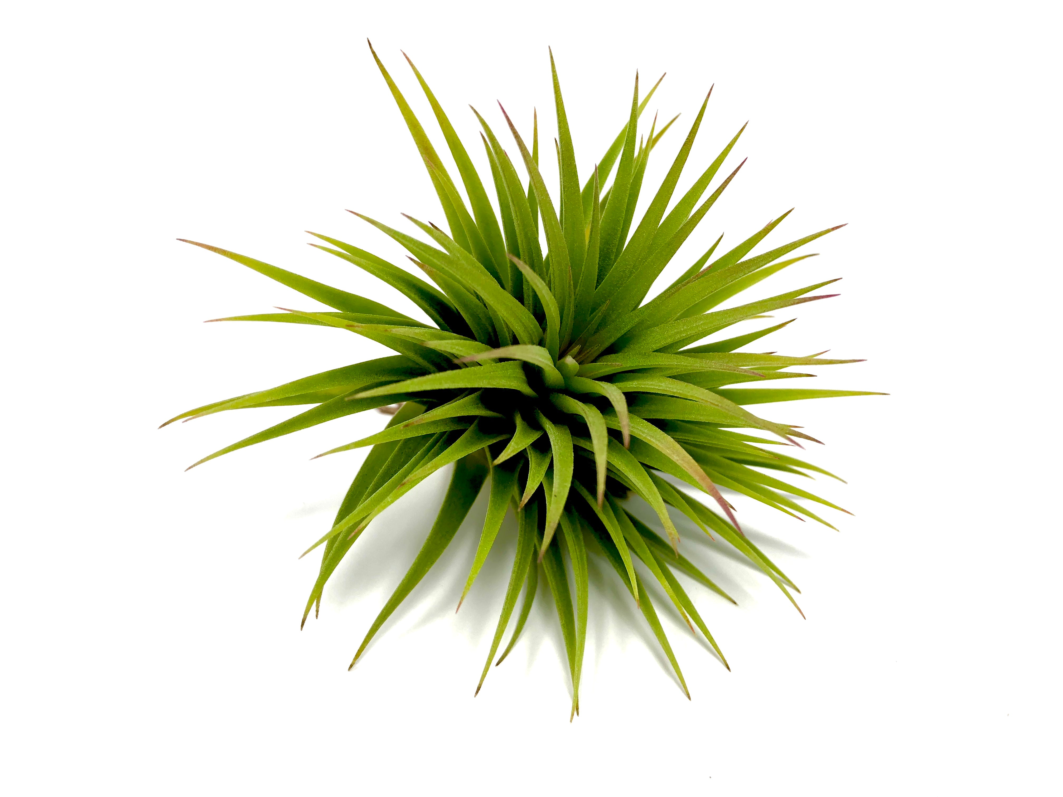 Ionantha 'Fat Boy' - Air Plant Hub 