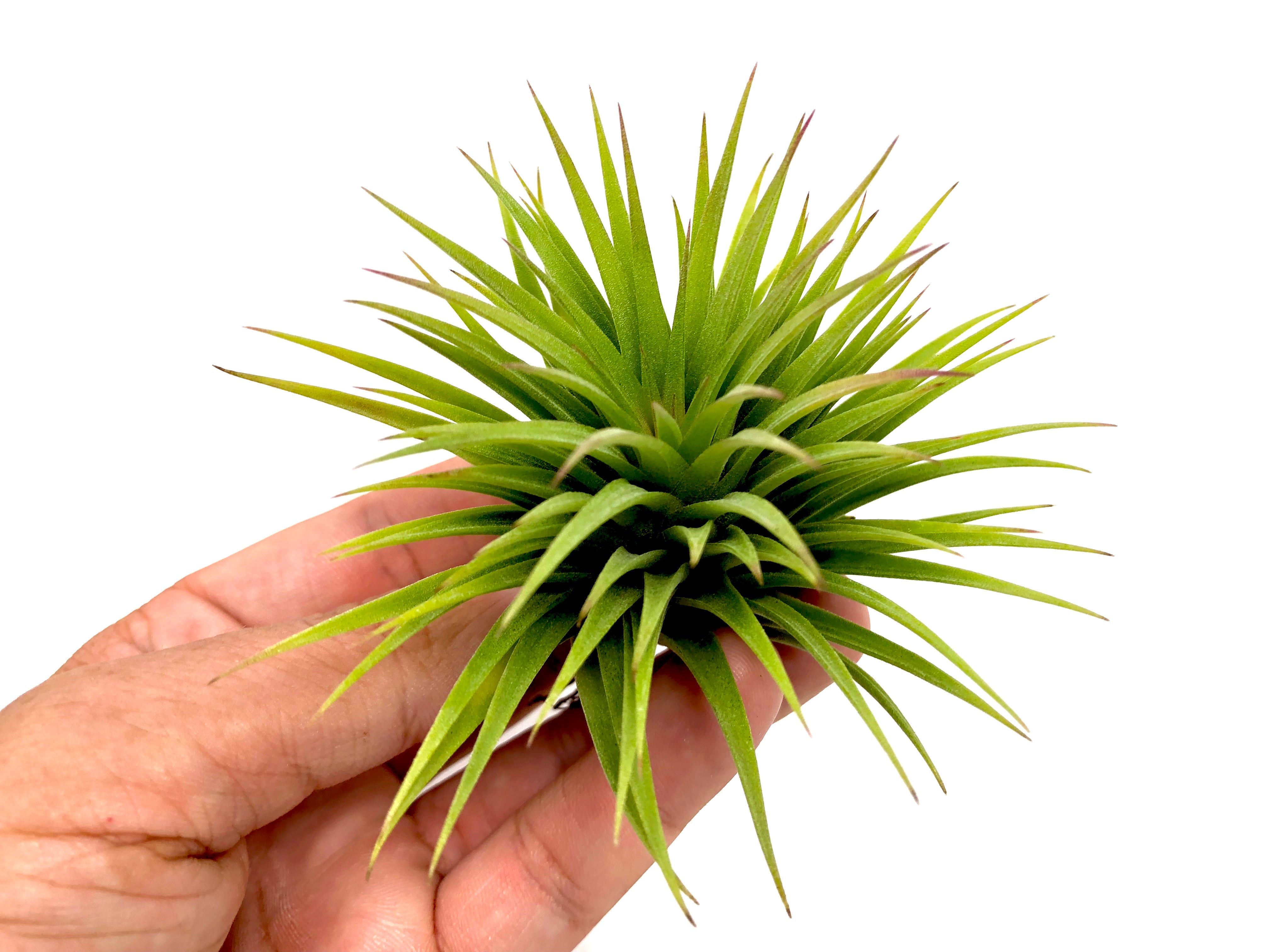 Ionantha 'Fat Boy' - Air Plant Hub 