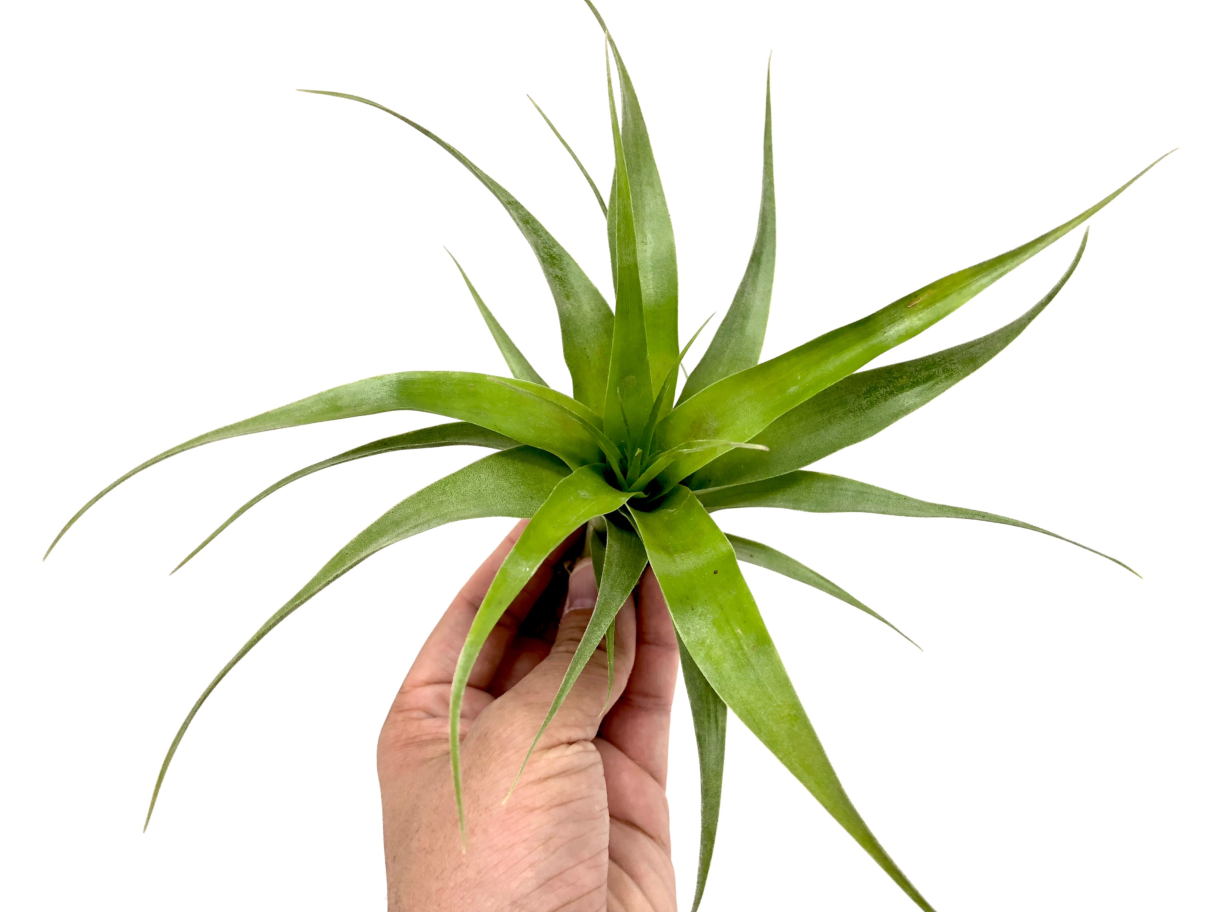 Samantha <br> (Mooreana x Kalmbacheri) - Air Plant Hub 