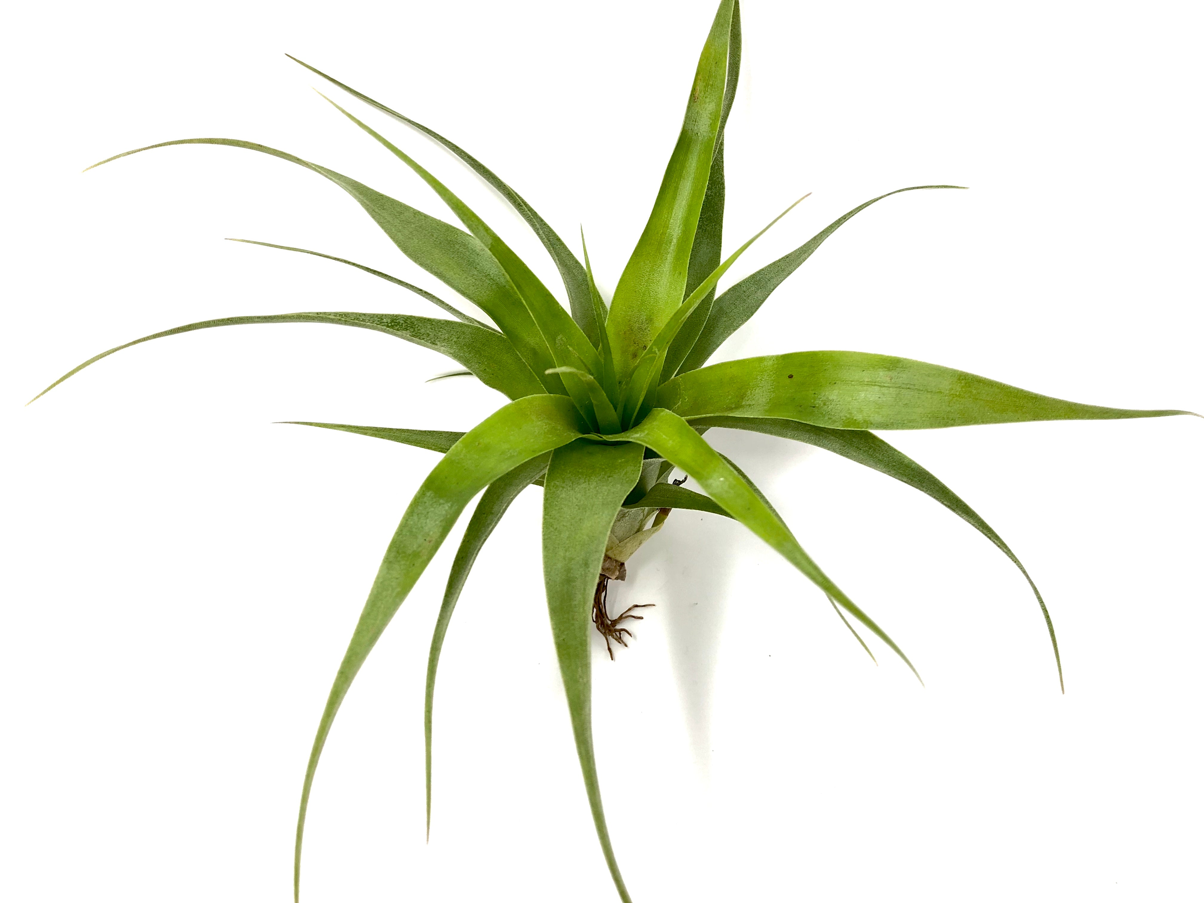 Samantha <br> (Mooreana x Kalmbacheri) - Air Plant Hub 