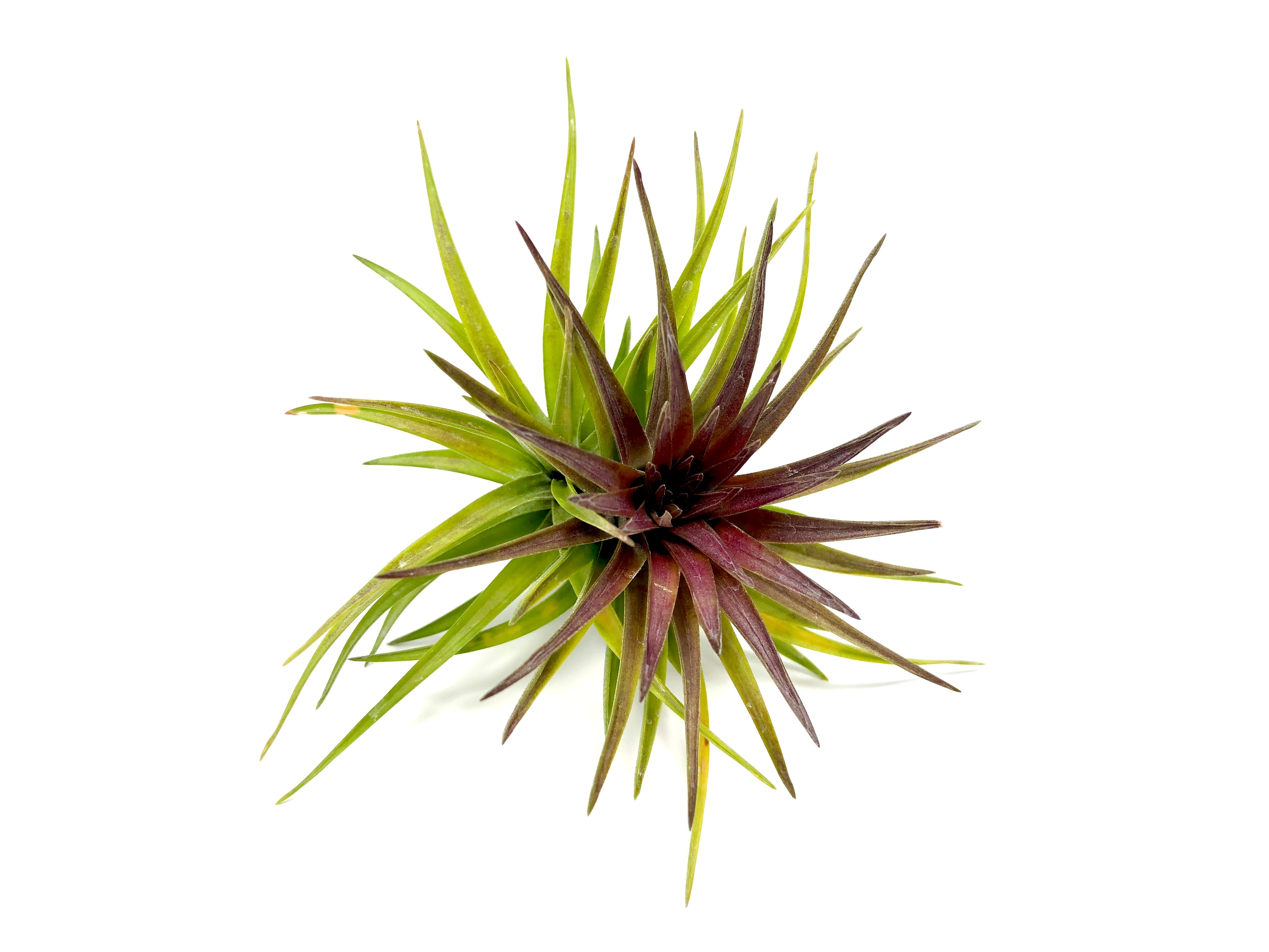 Tenuifolia Purple Fan <br> (Currently Blushing Purple) - Air Plant Hub 