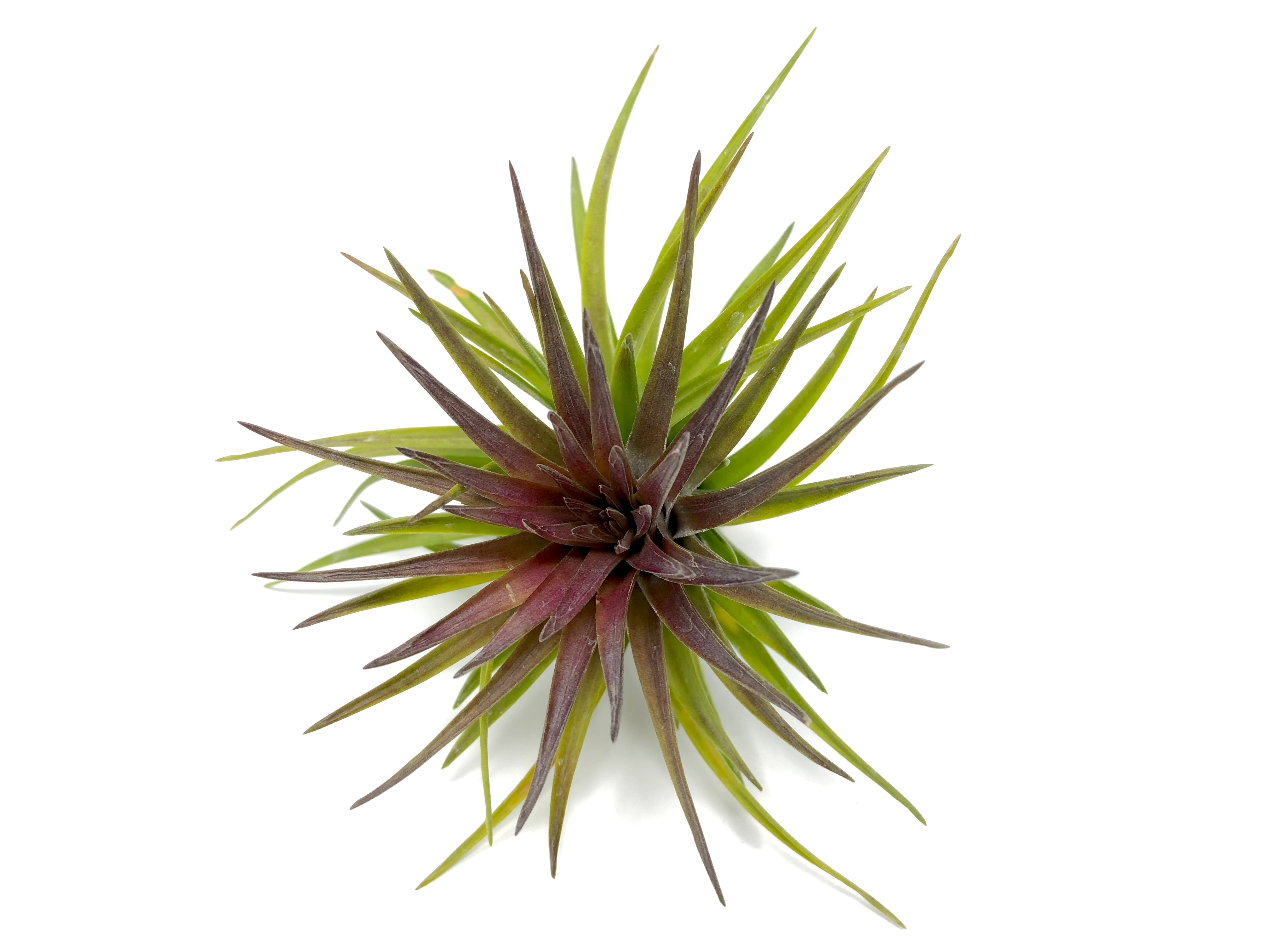 Tenuifolia Purple Fan <br> (Currently Blushing Purple) - Air Plant Hub 