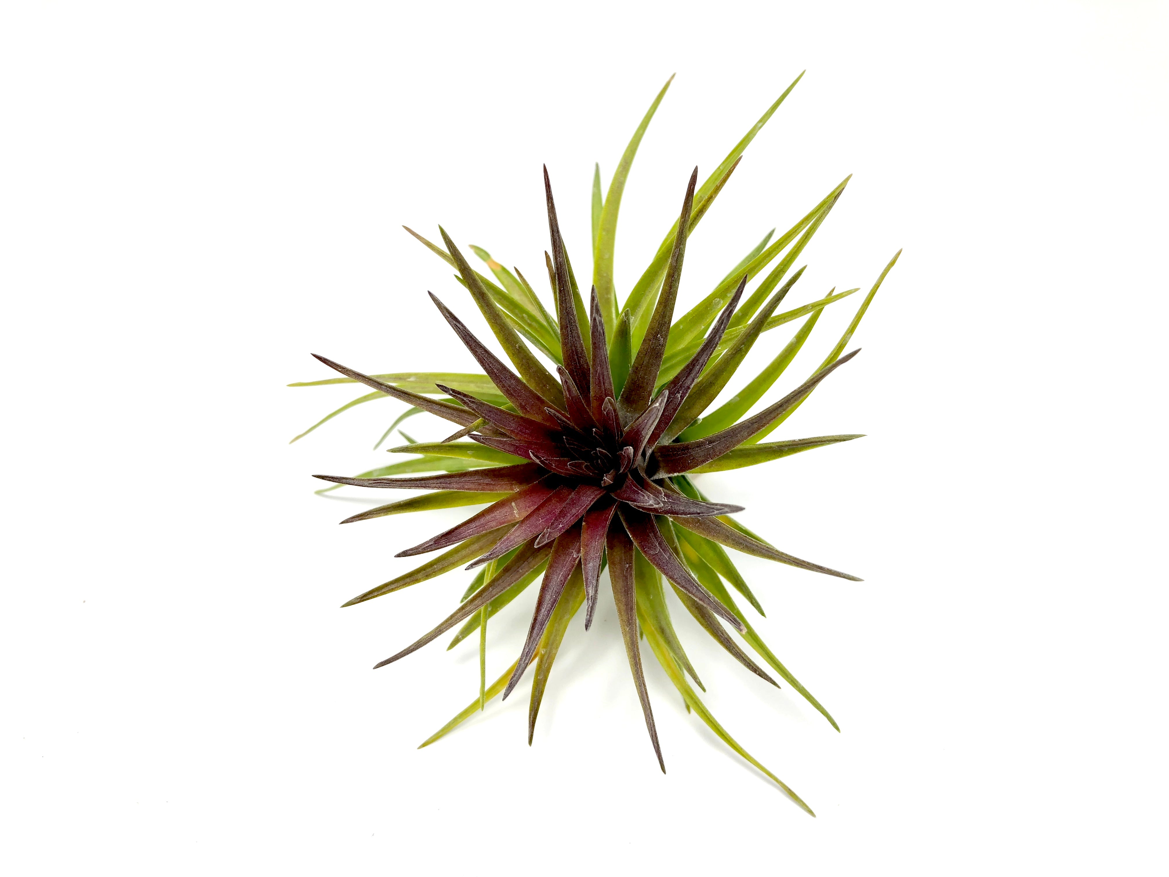 Tenuifolia Purple Fan <br> (Currently Blushing Purple) - Air Plant Hub 