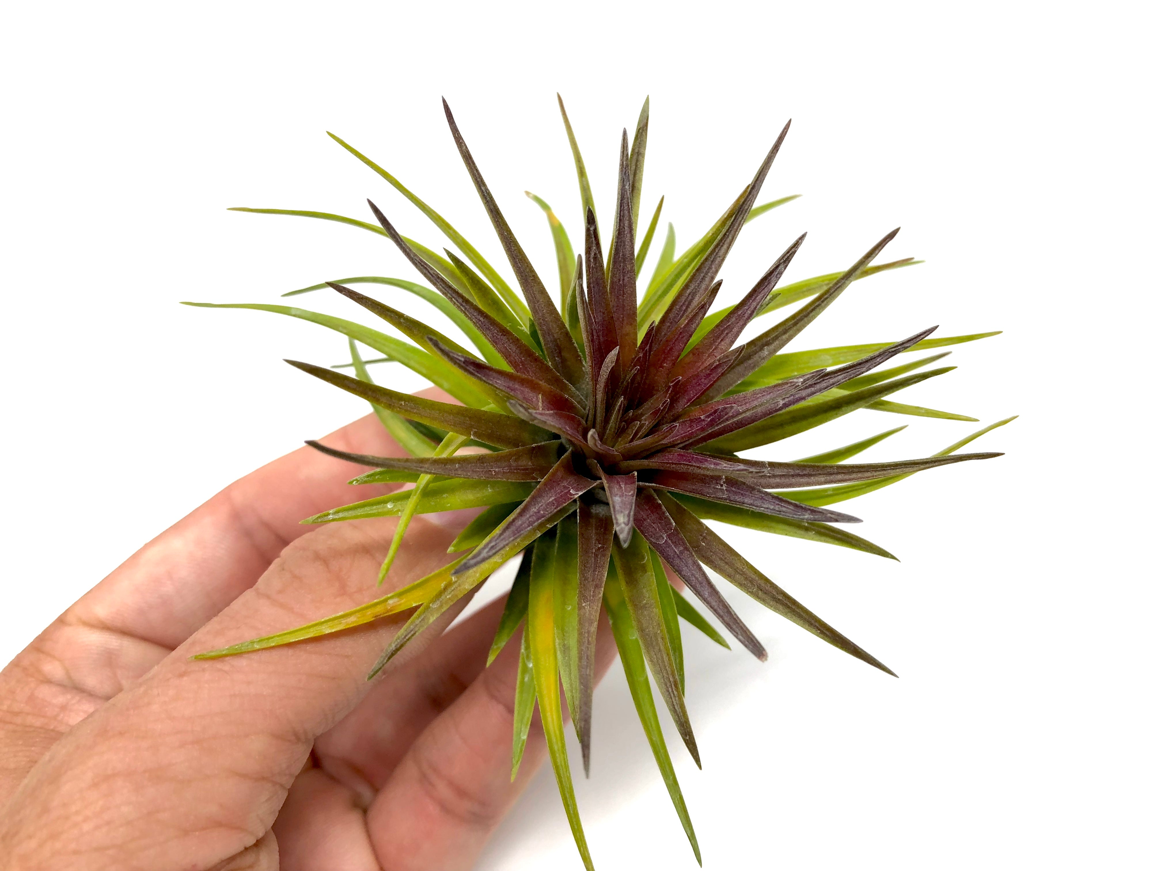 Tenuifolia Purple Fan <br> (Currently Blushing Purple) - Air Plant Hub 