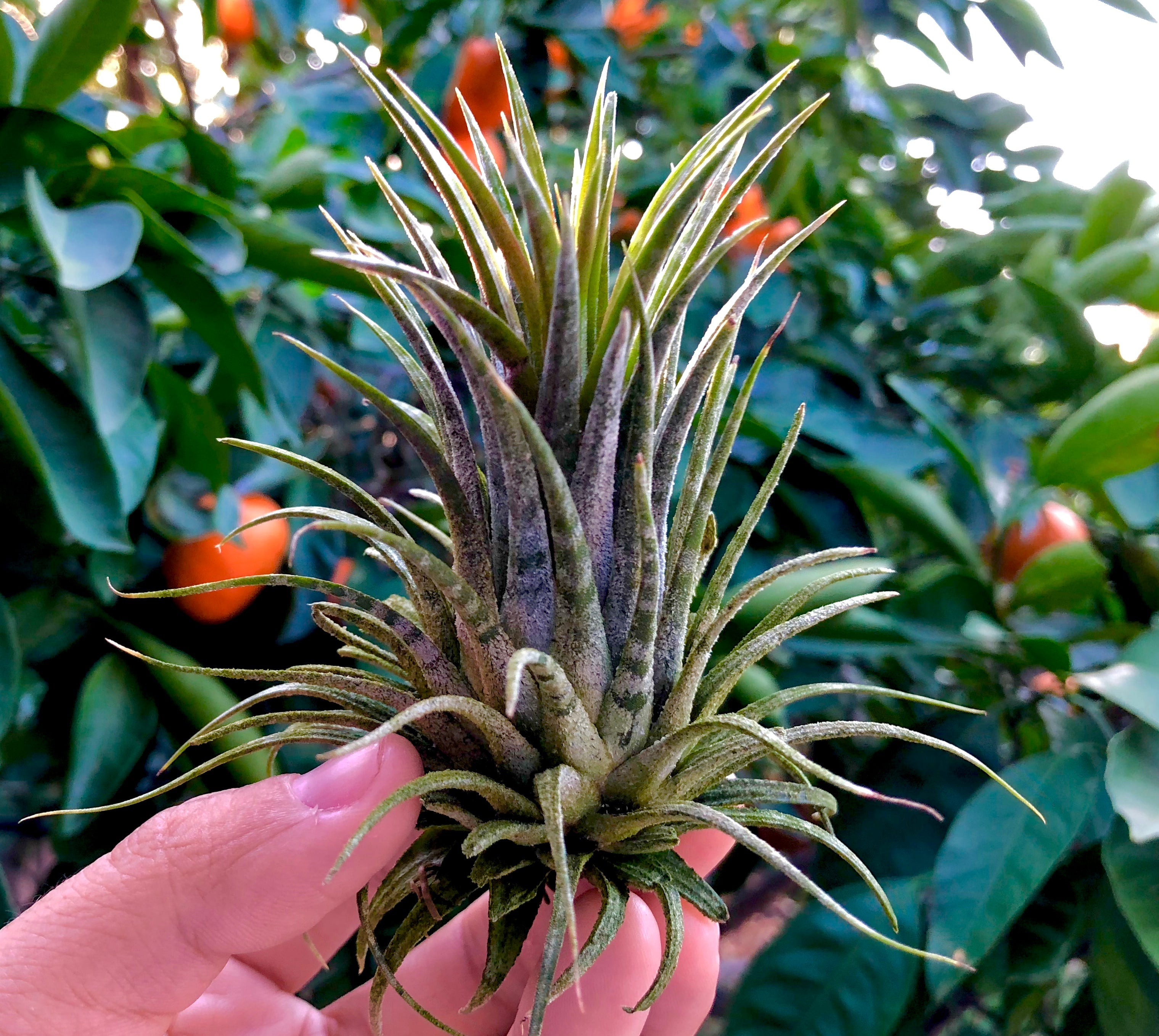 Tillandsia Ionantha Zebrina Rare Banded Air Plant For Sale