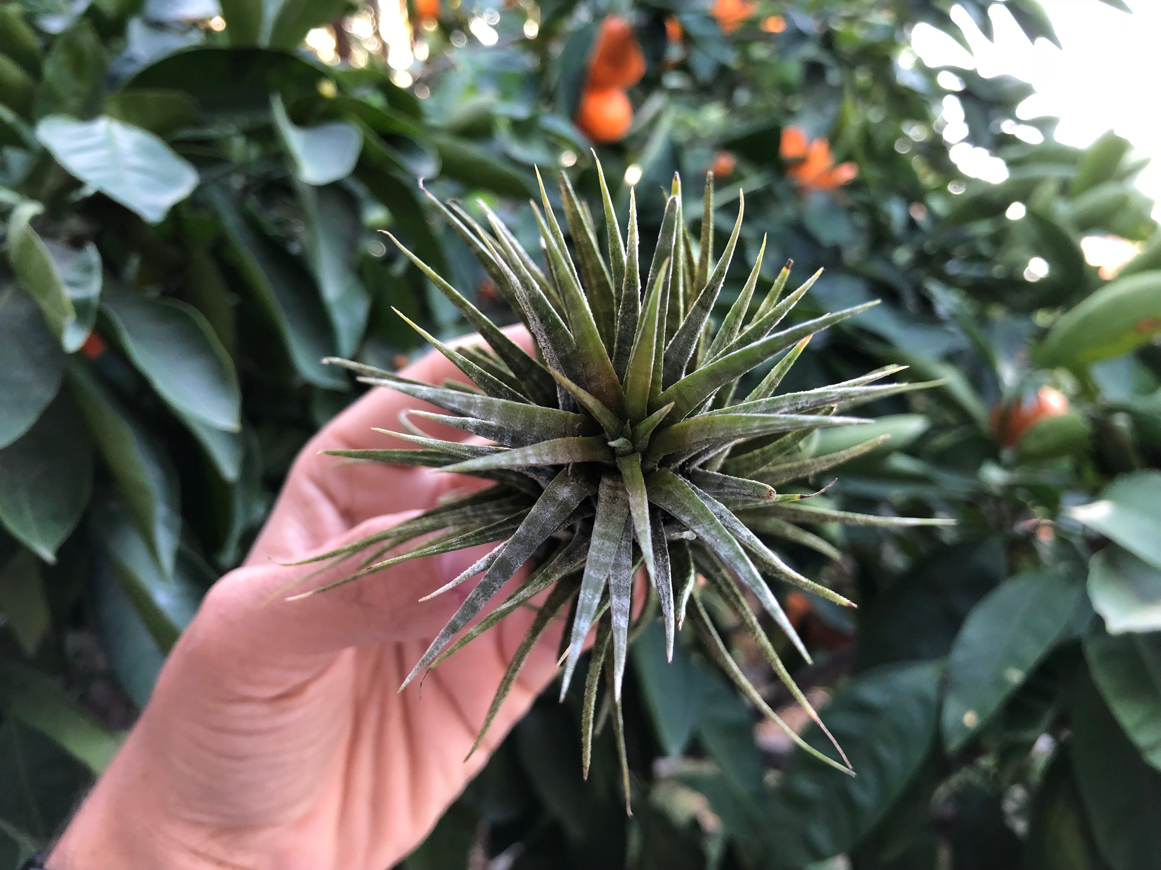 Tillandsia Ionantha Zebrina Rare Banded Air Plant For Sale