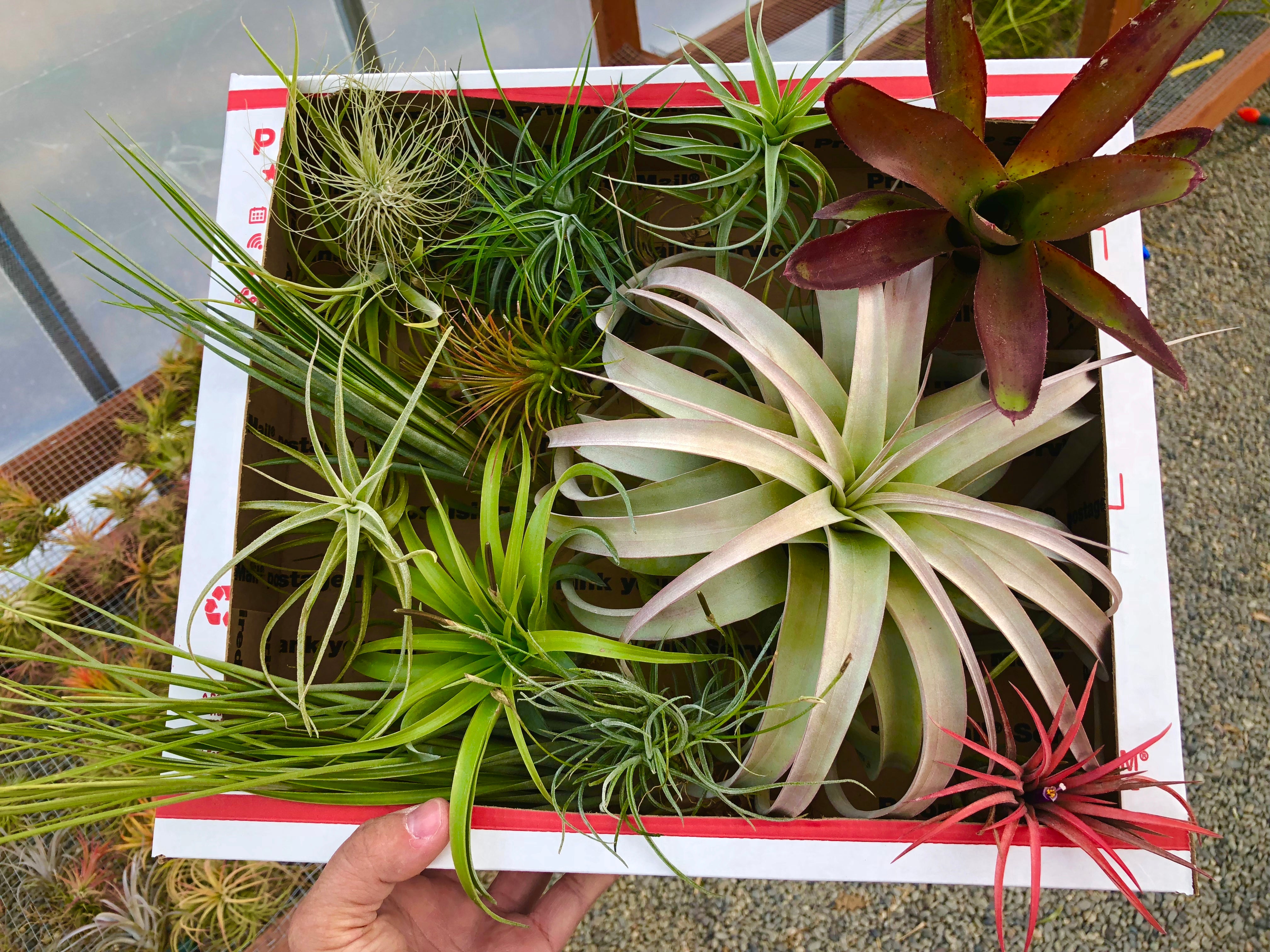 Beautiful colorful air plant tillandsia mix for sale displayed in a box