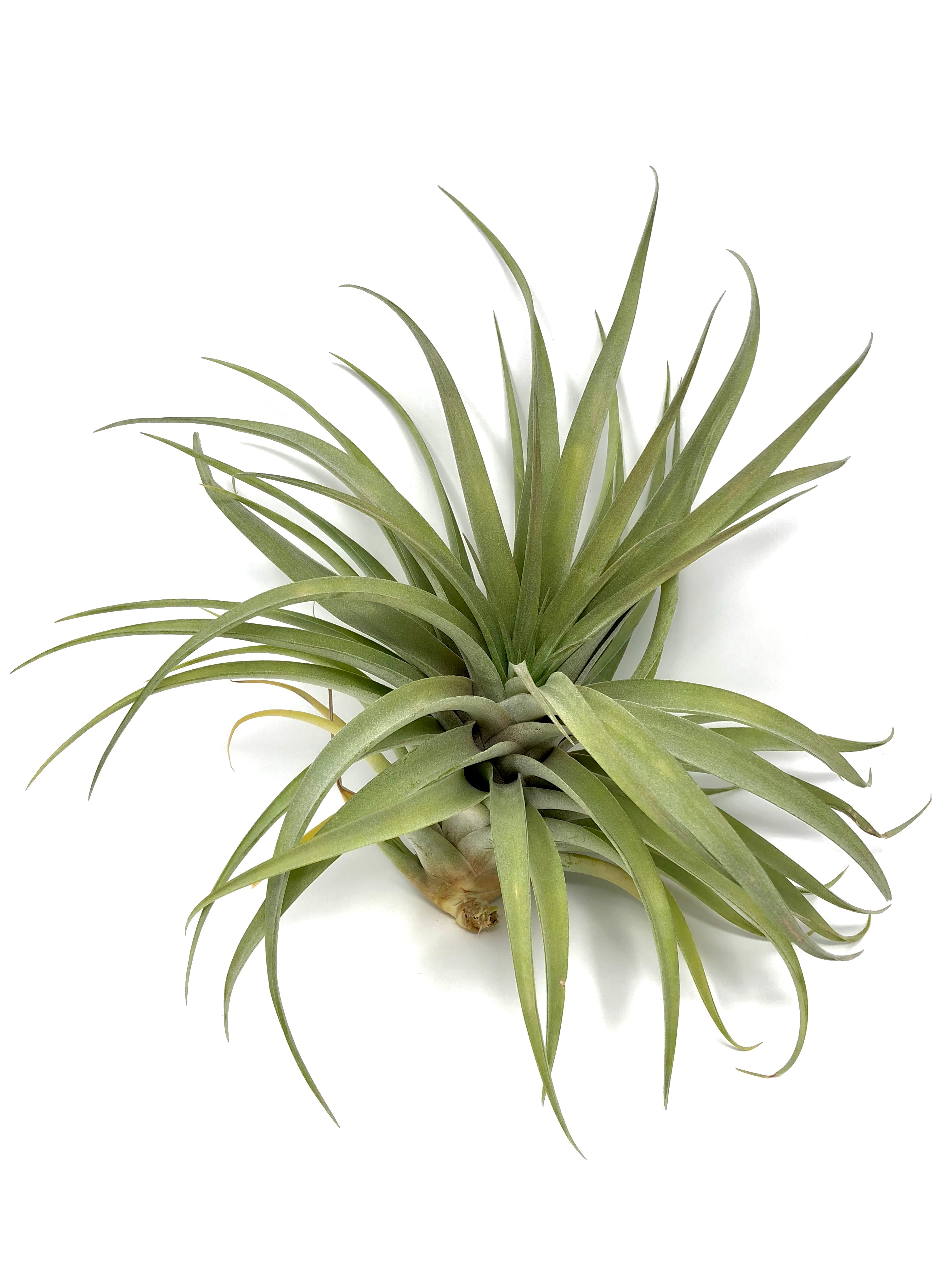 X Betty Air Plant Tillandsia wedding decor bouquet design houseplant boho 